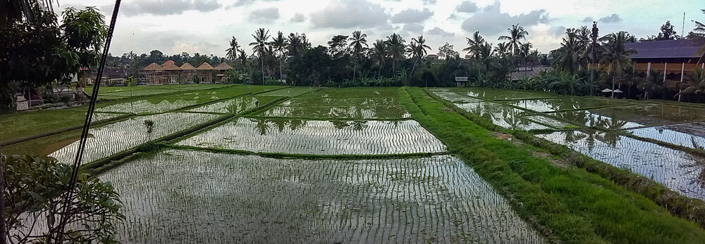  Rice paddies Bali 