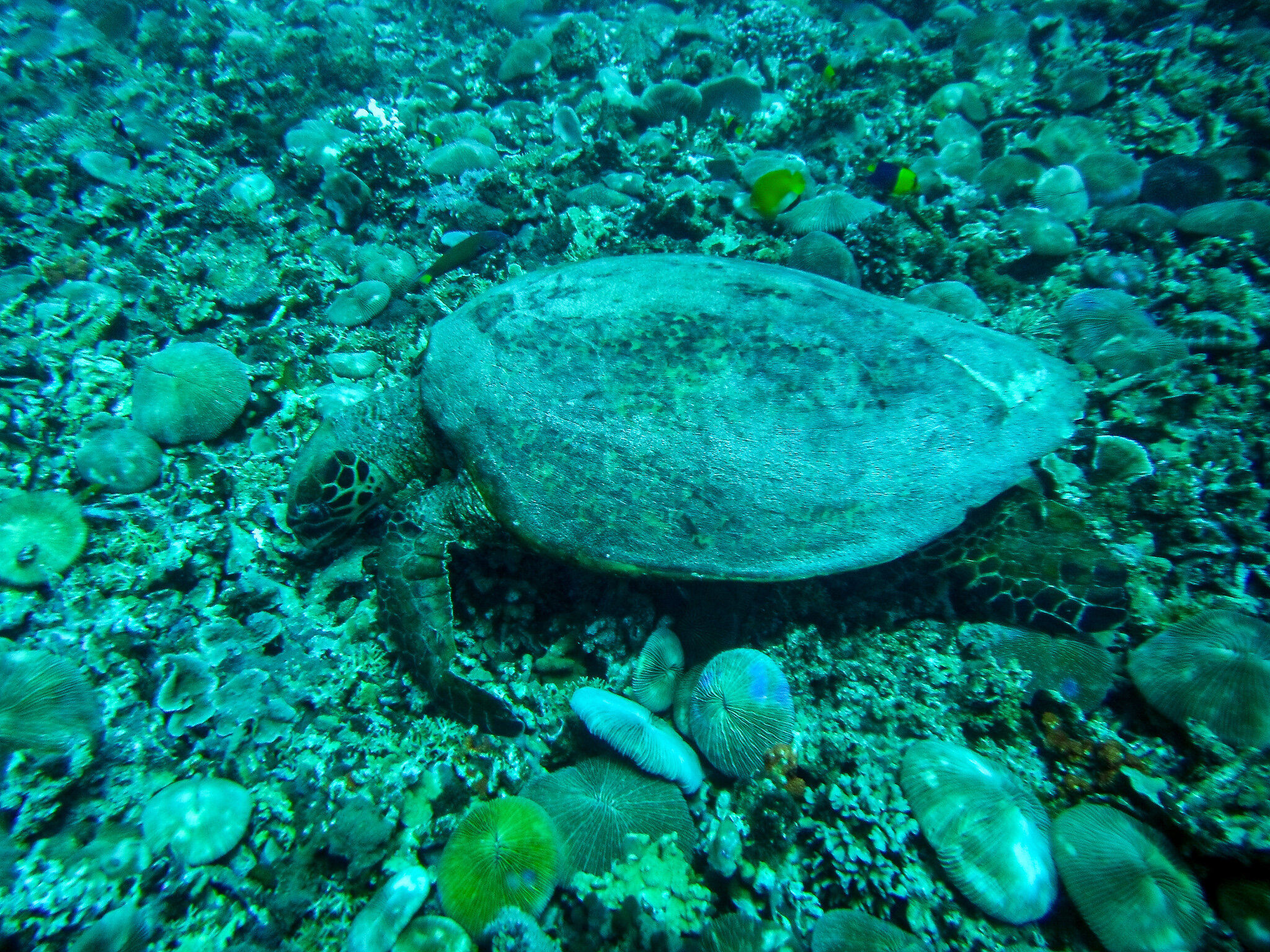  Wild Sea Turtle 