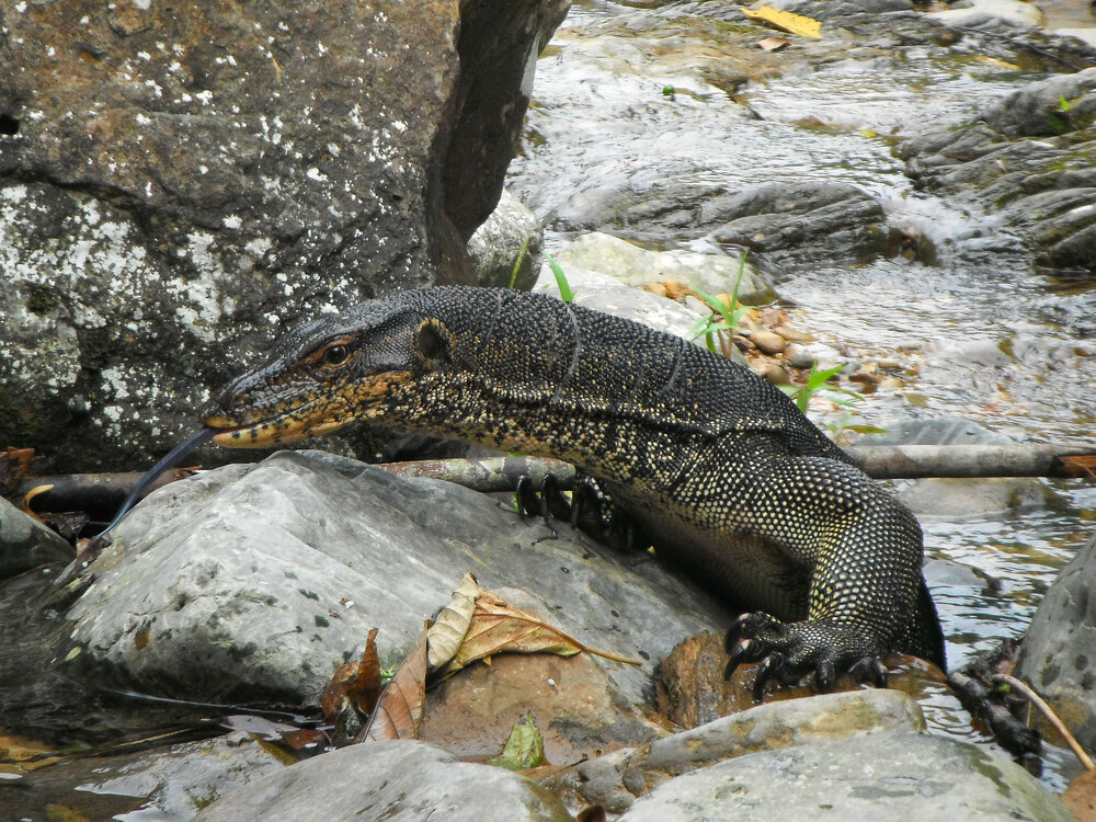  Wild Monitor Lizard 