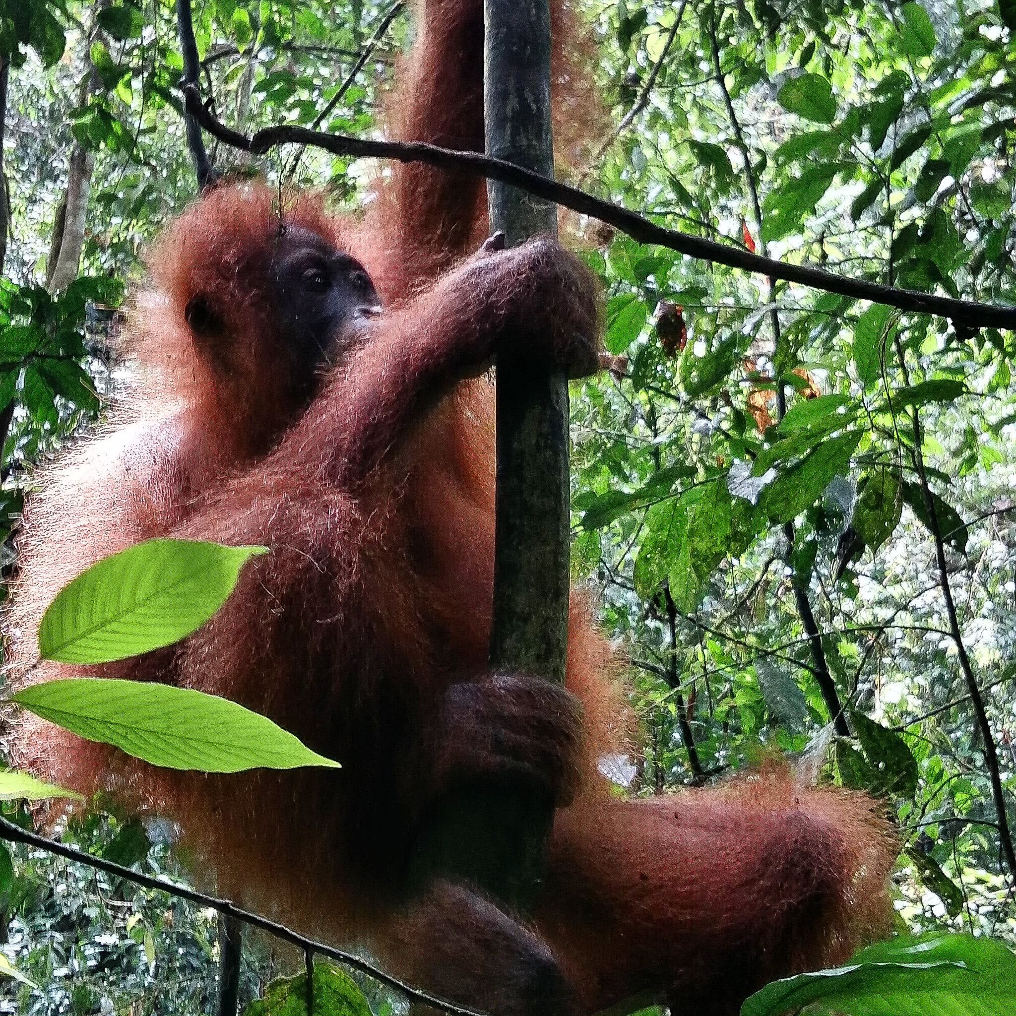  Wild Orangutan 