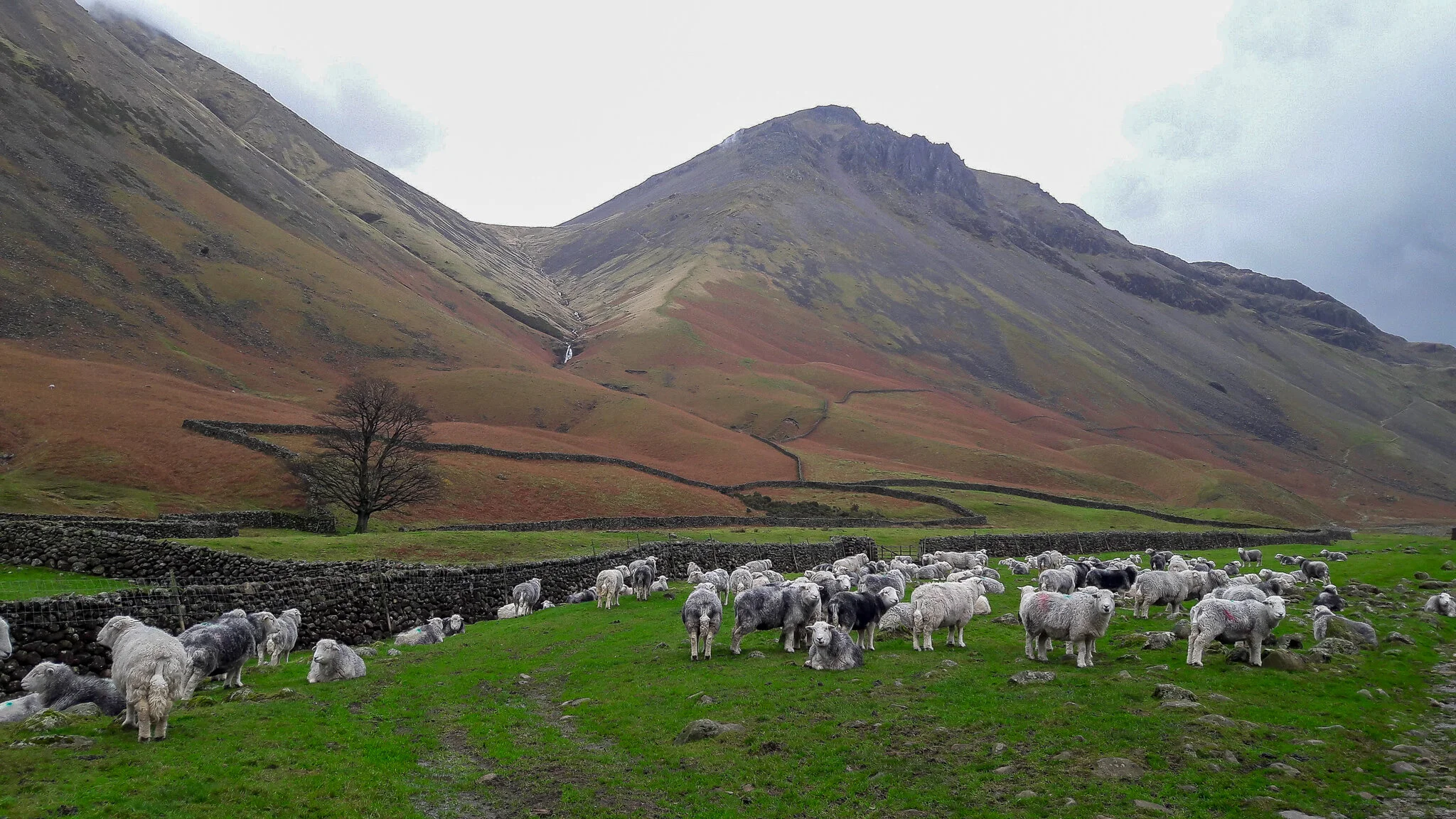  Farmland from Wasdale 