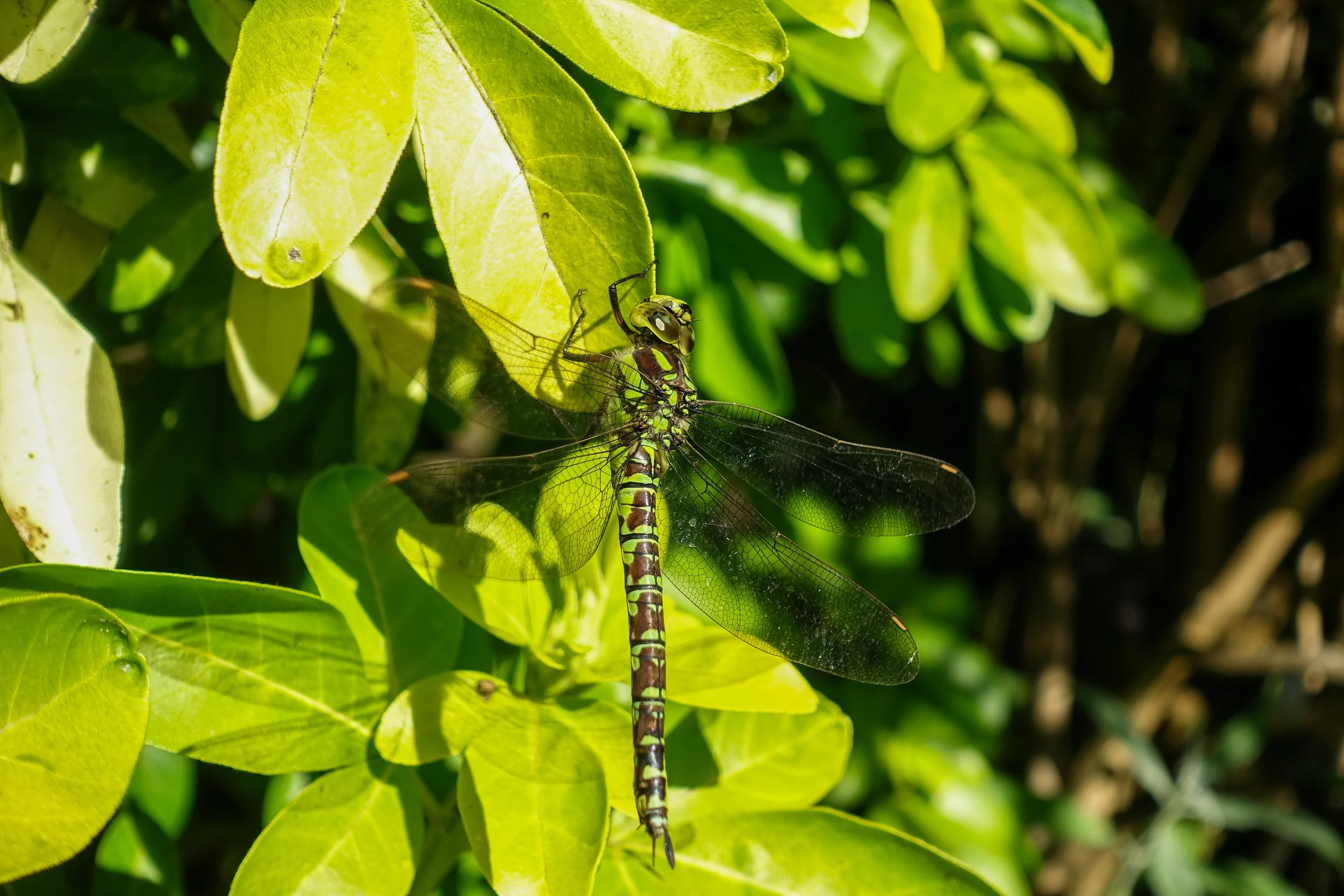Dragonfly