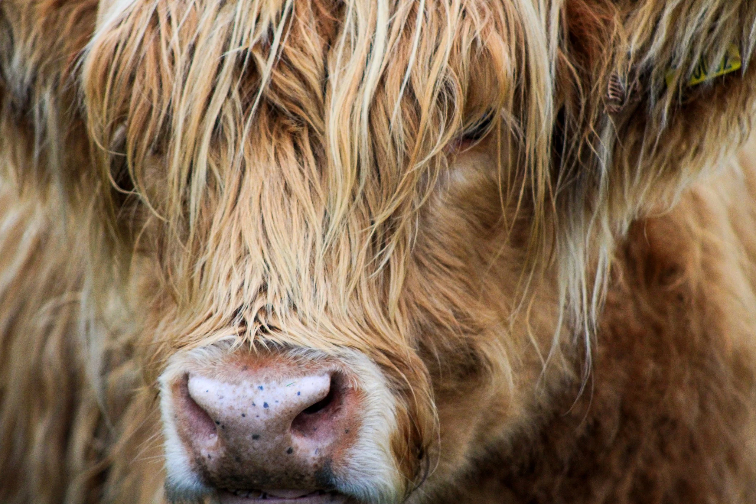 Yorkshire Highland Cow.jpg