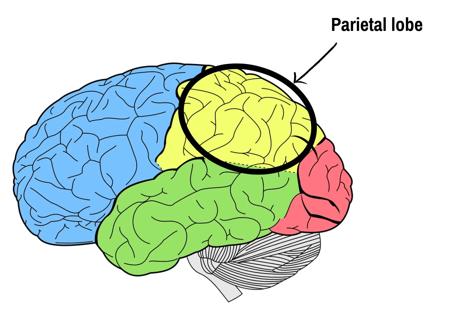 The lobes of your brain - epilepsy - neurology - Epilepsy Sparks ...