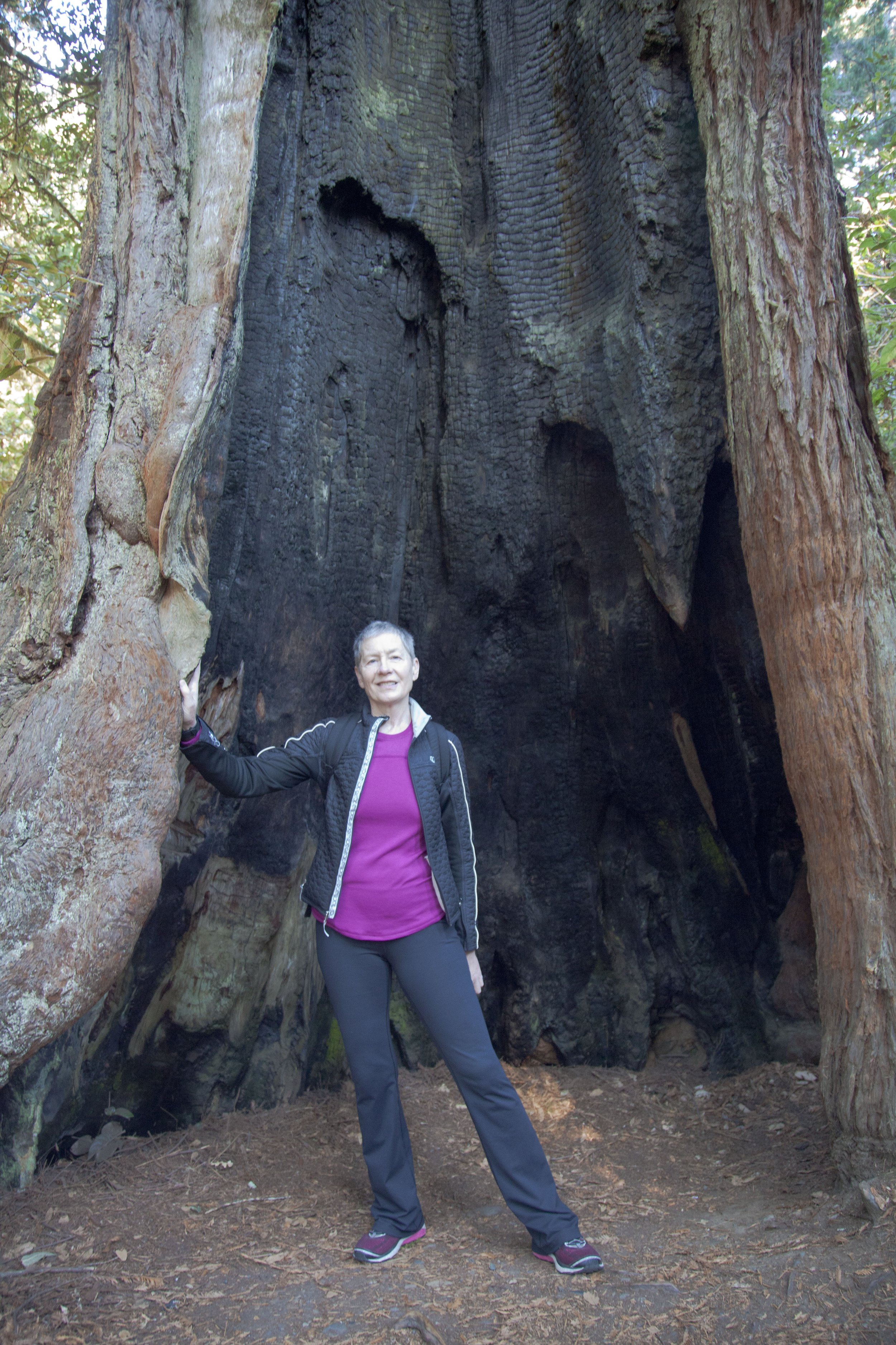 The Redwoods