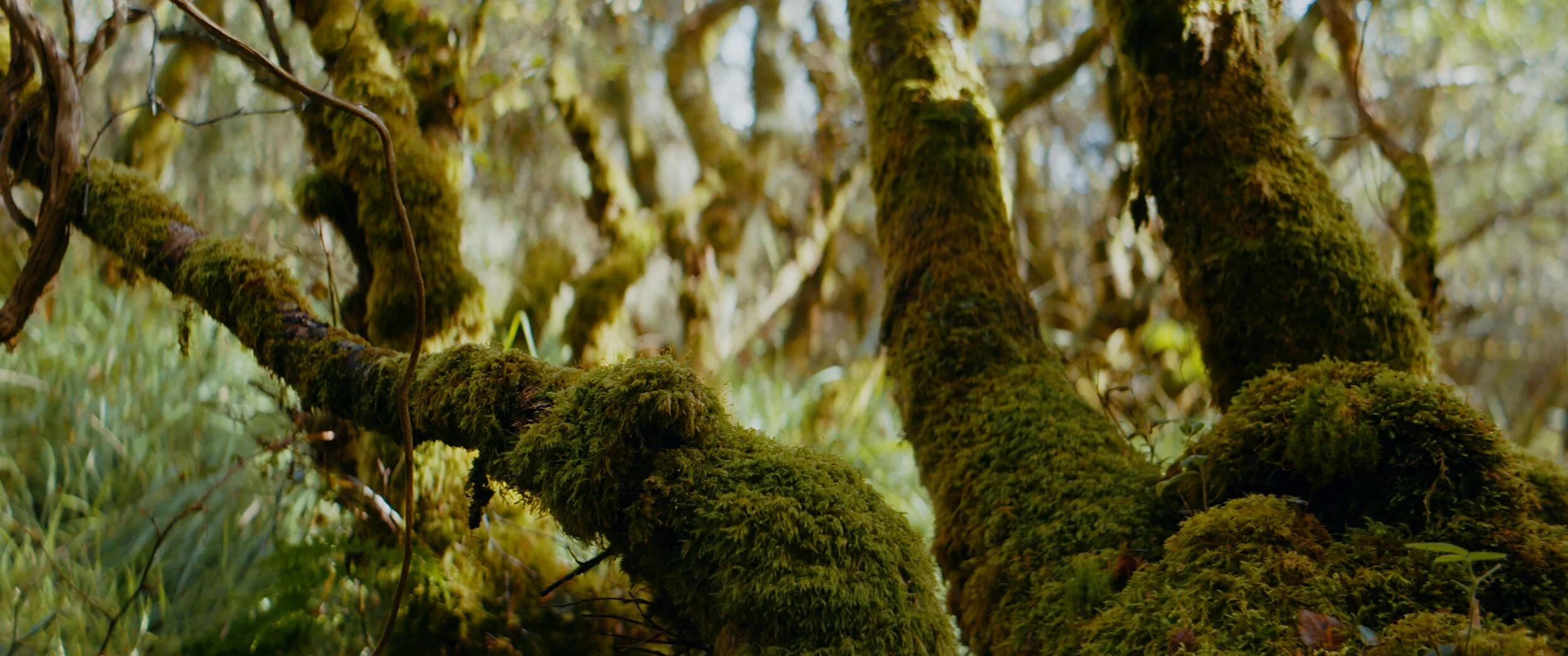 The Botanist_1.49.1.jpg