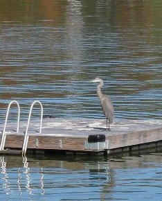 heron.jpg