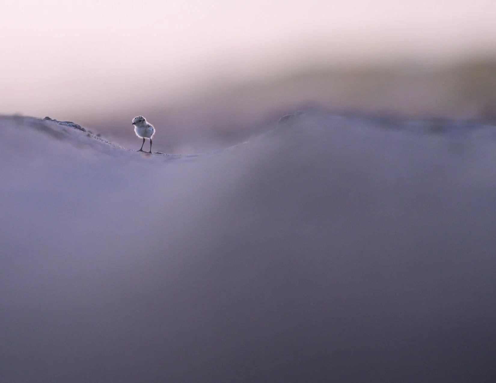 CALIFORNIA BIRD ATLAS POST CARDS.jpg