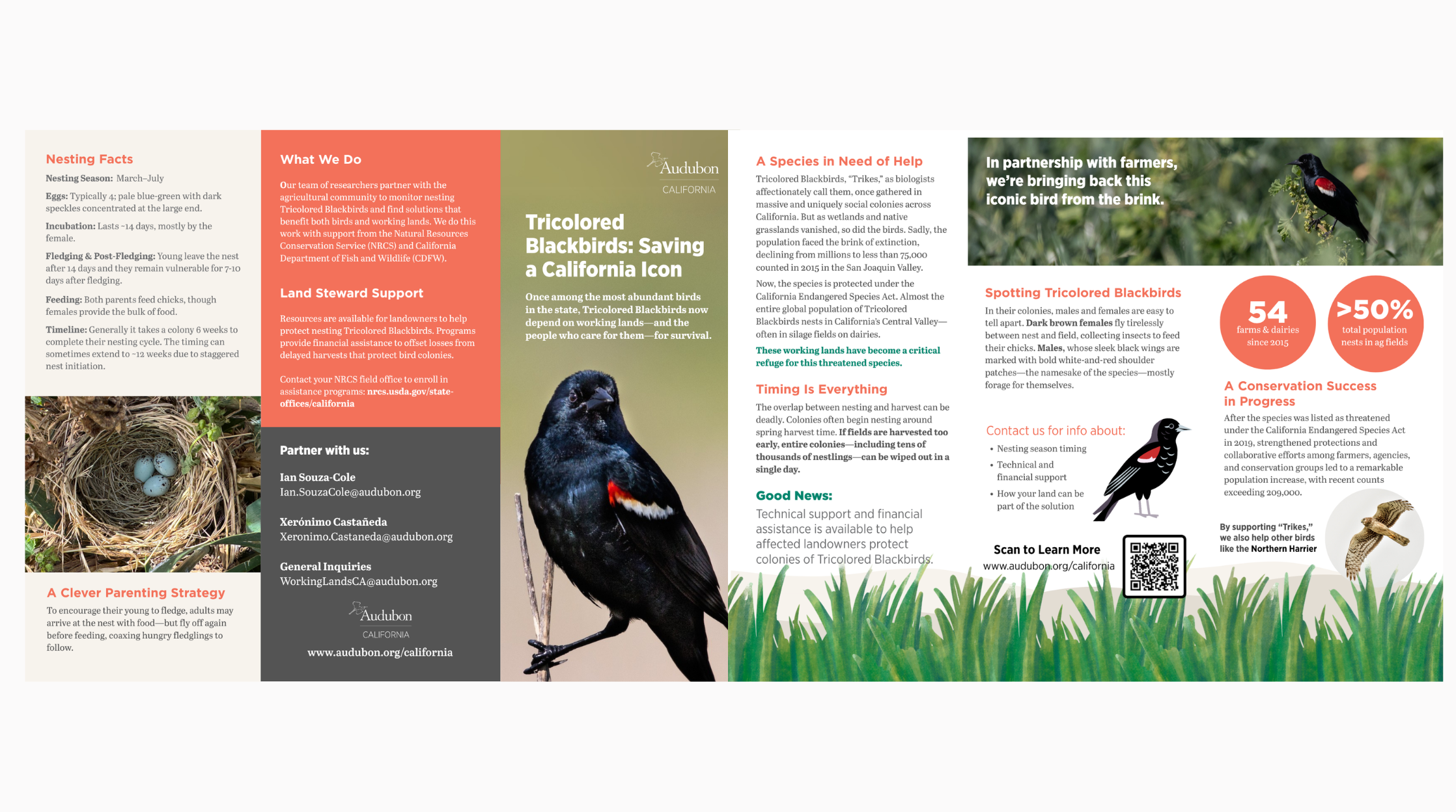 Tricolored Blackbird Brochure