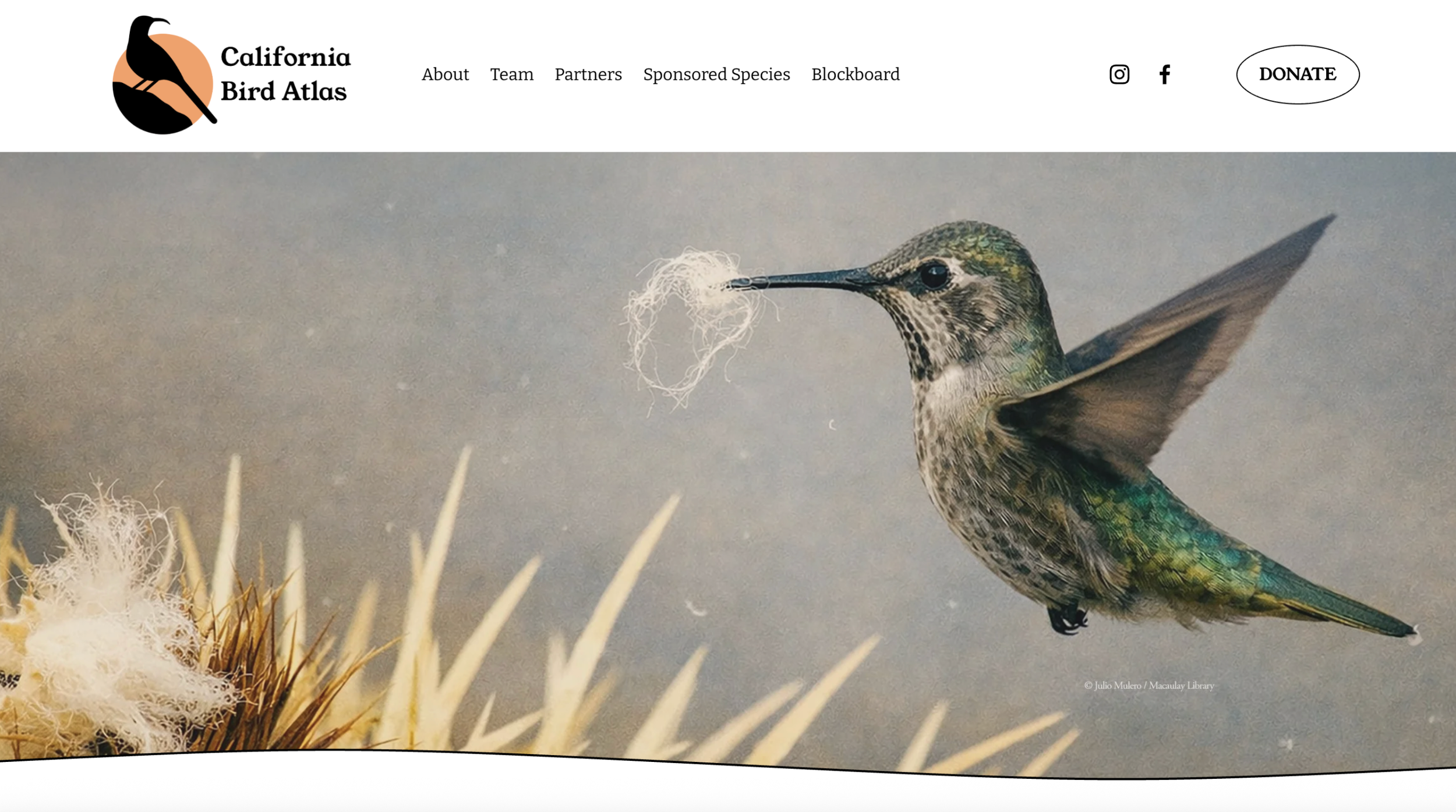 California Bird Atlas (Nonprofit Website Deign)