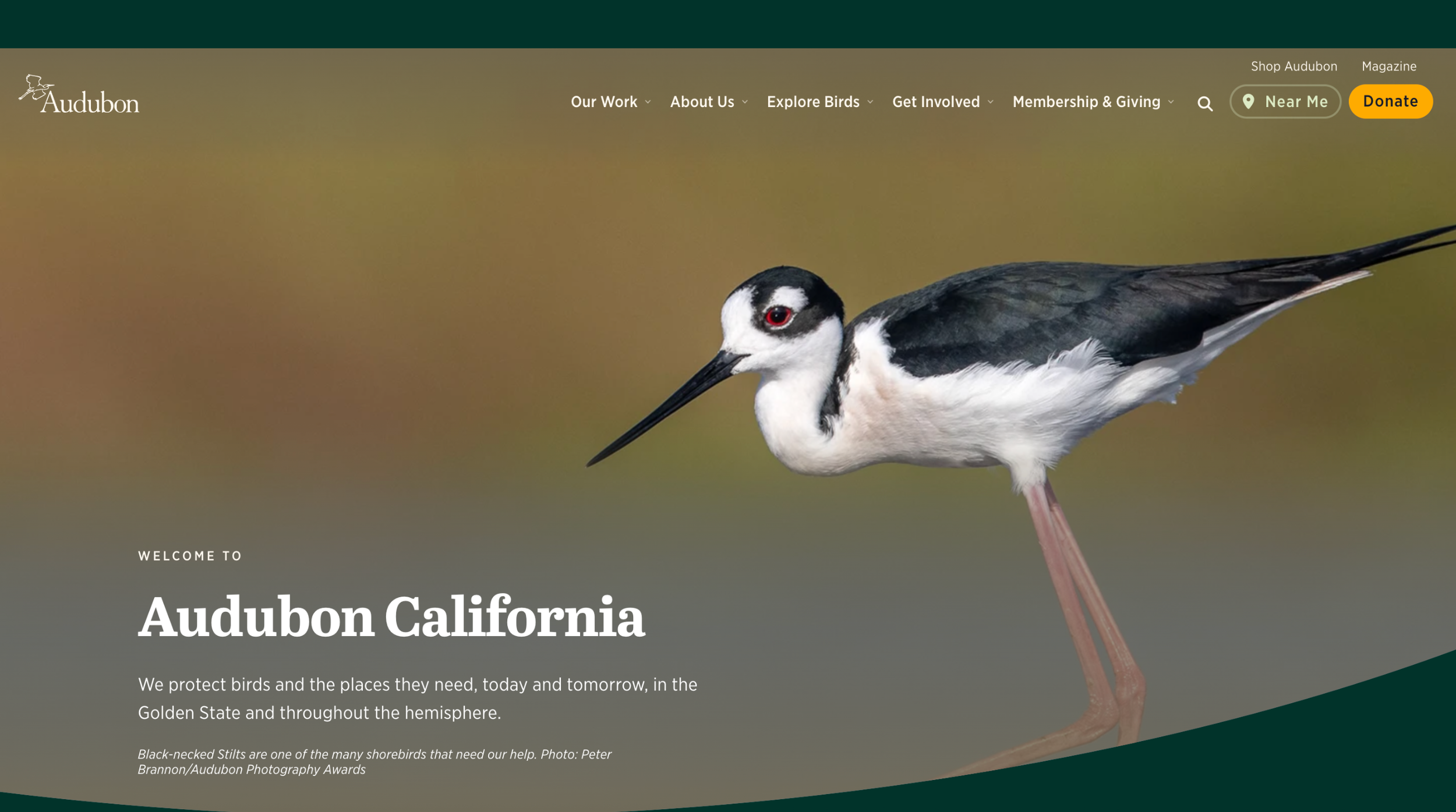 Audubon California (Nonprofit Web Migration, Design, and Maintenance)