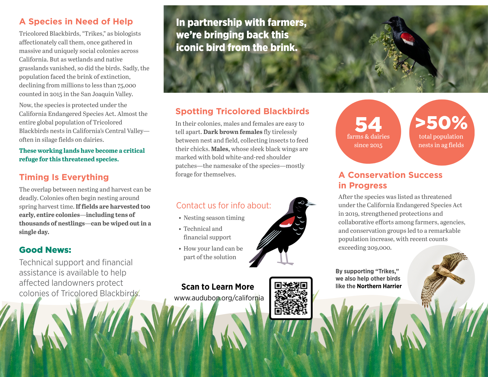 Print Design