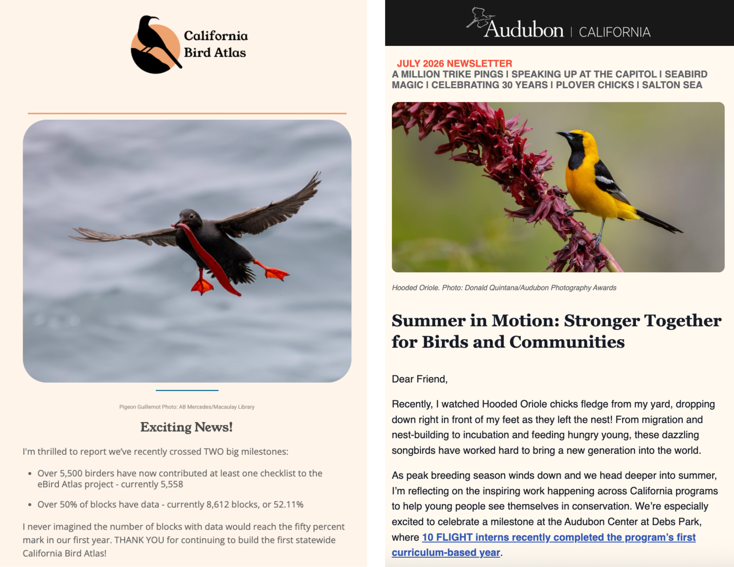 Newsletter Design