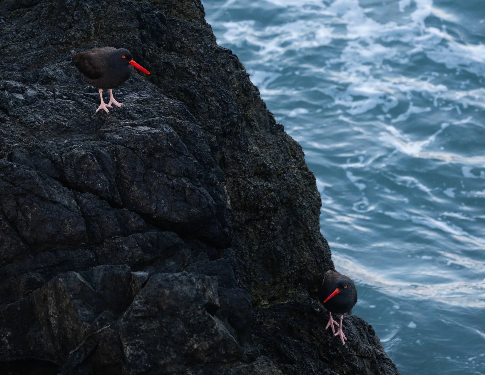 CALIFORNIA BIRD ATLAS POST CARDS (7).jpg