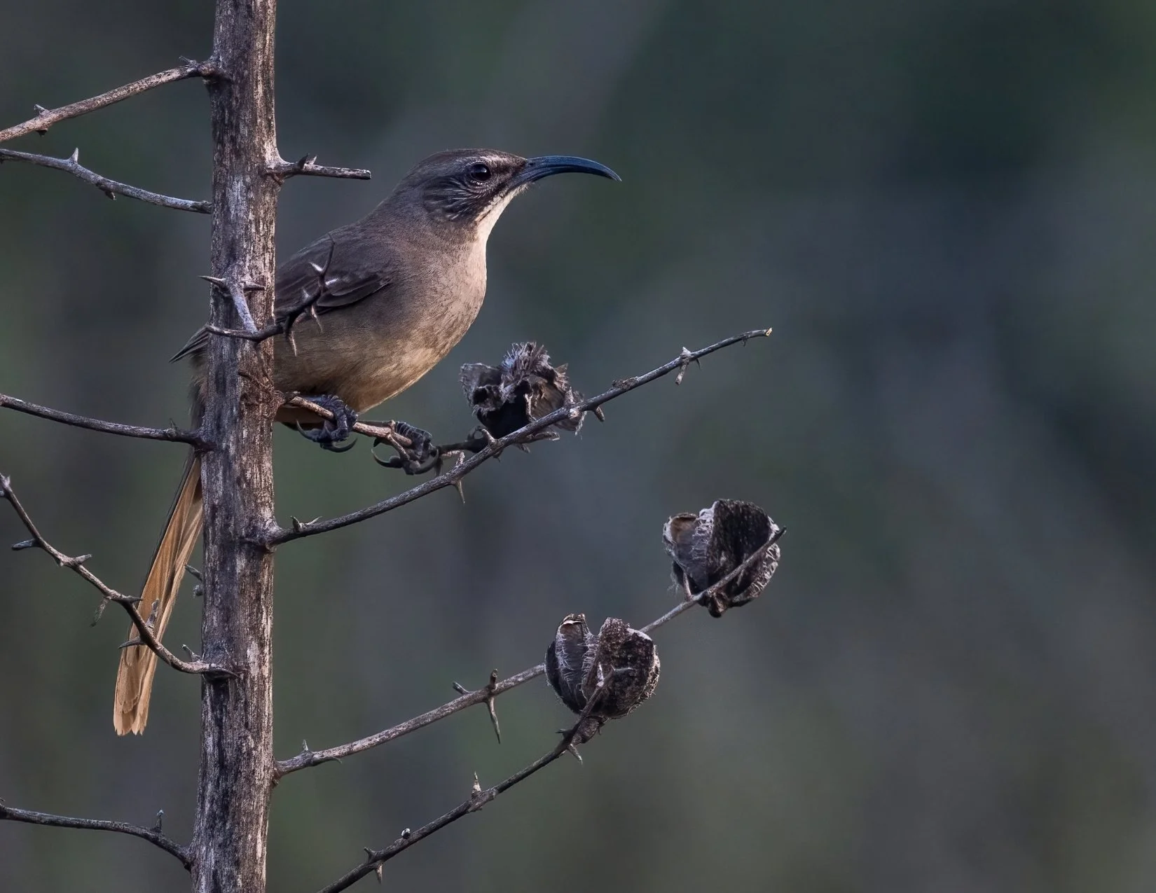 CALIFORNIA BIRD ATLAS POST CARDS (6).jpg