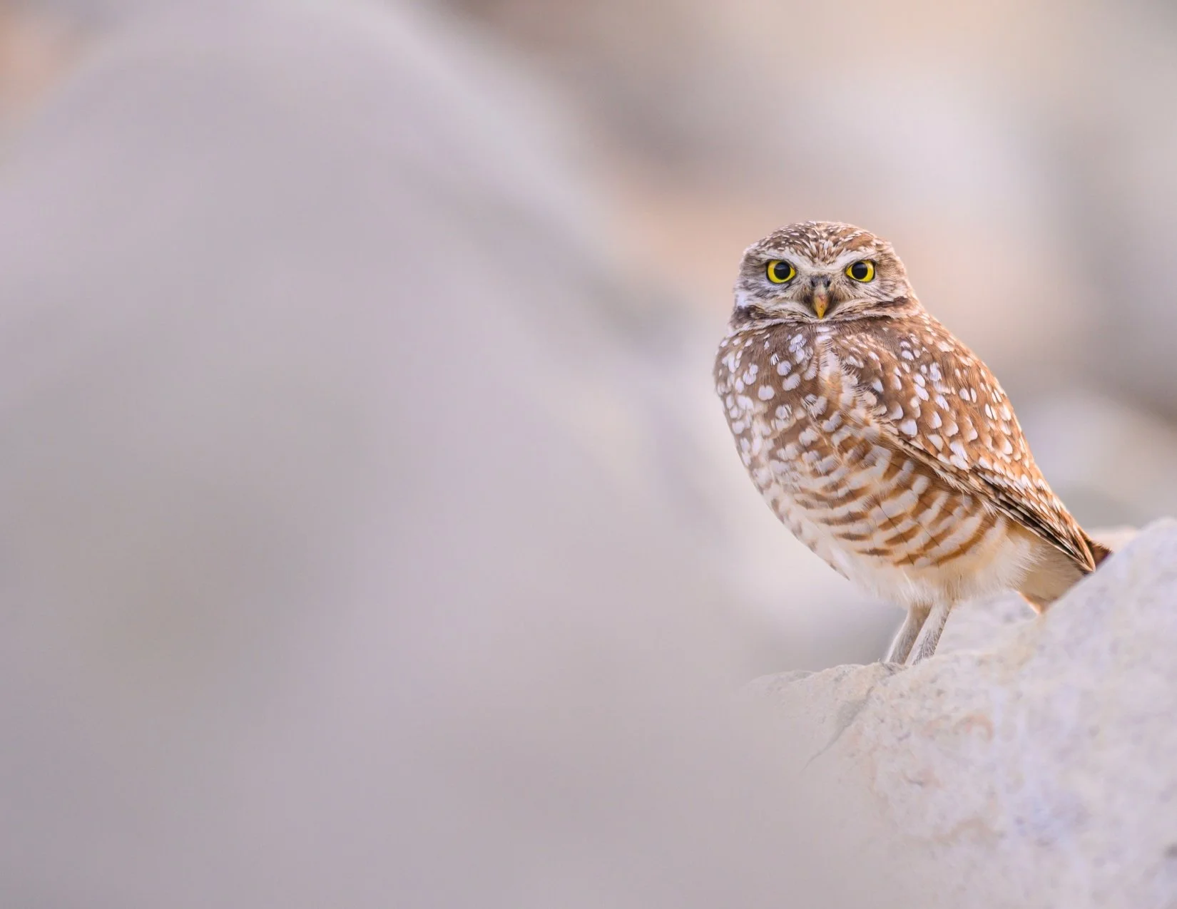 Postcard Bundle w/ Haiku