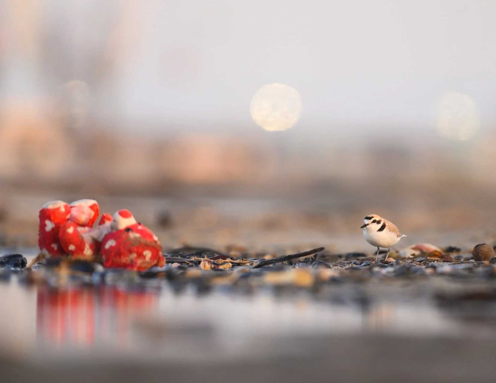 CALIFORNIA BIRD ATLAS POST CARDS (5).jpg