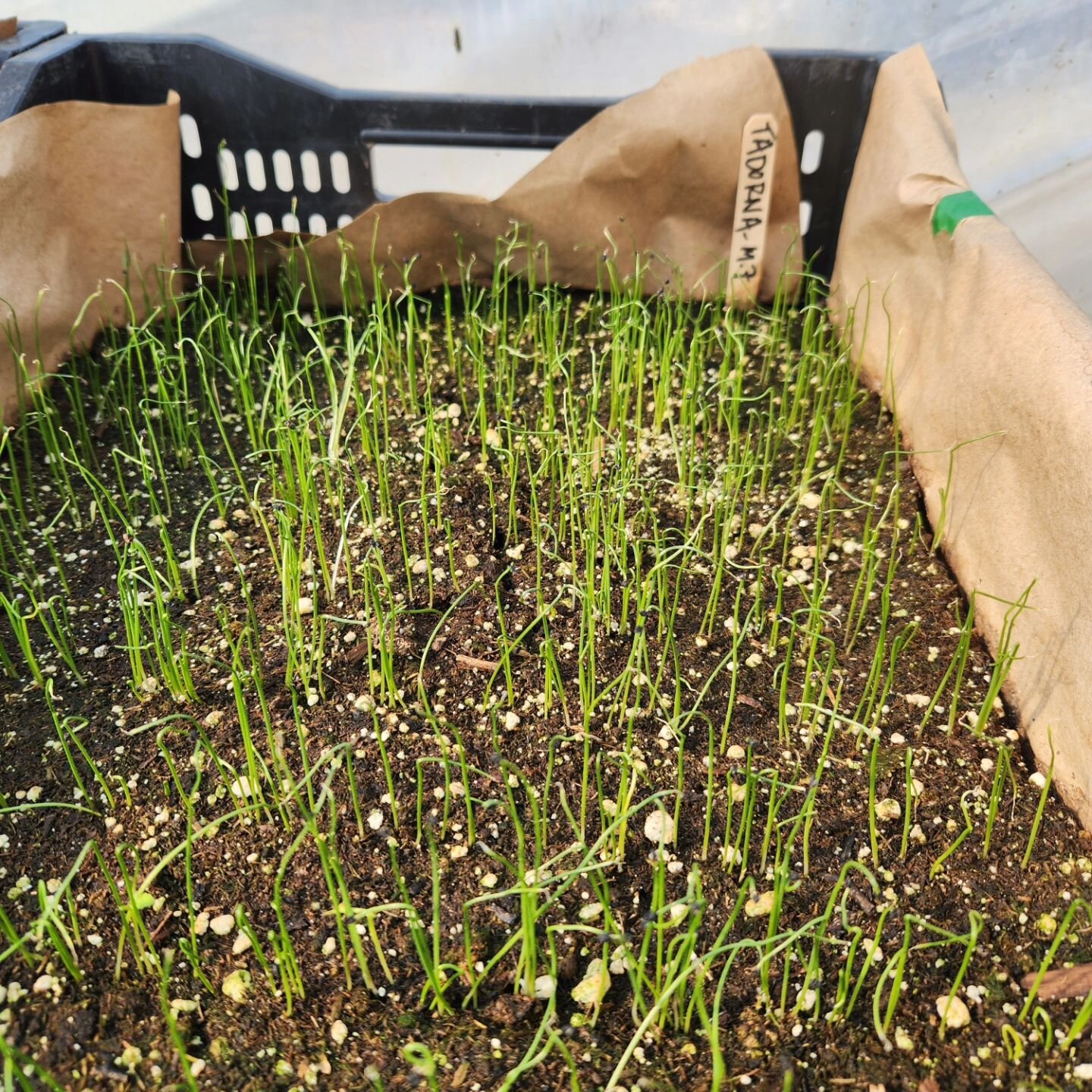 In the last 2 weeks, we have started literally thousands of onions, shallots, and leeks. From seed. By hand 🖐👌. Just over 35,000, to be specific! Thanks to staff member Katie, and volunteer Trina for lending their helping hands to the task!

And it