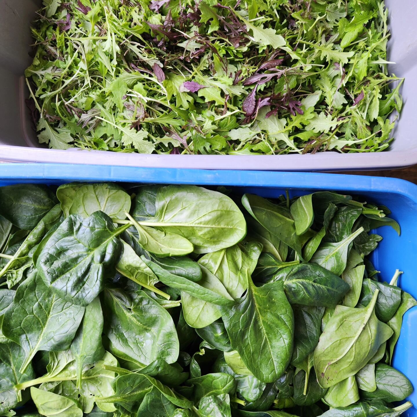 🌱Gorgeous fresh spring greens available now!

Limited supply for now, but we have limited bags at the Helmers Farmstand, along with the last of the season's carrots and storage cabbage, plus of course goodies from the Helmer's, such as seed potatoes