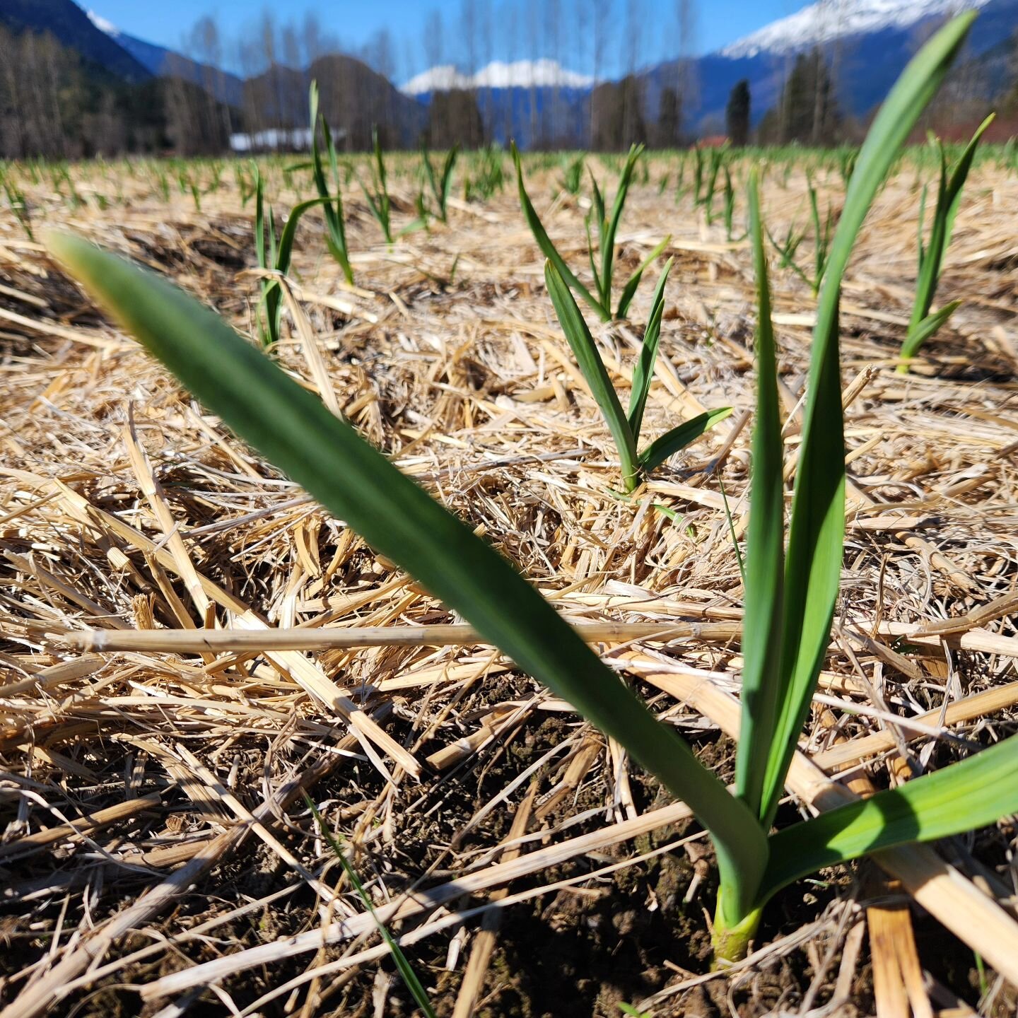 This year's garlic crop is looking fine! It's been loving this spring weather and sunshine and has put on inches of leaf growth in the past couple weeks alone. Go garlic! 💪

Who's excited for a fresh garlic crop this year?! (Of course preceded by th