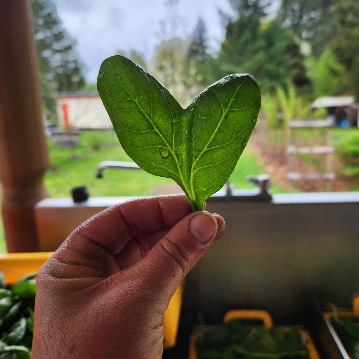 A little fresh-spring-greens-love comin' at ya from all of us at Rootdown on this rainy Saturday!

We are LOVING this rain, and you all should be too 😉 No seriously, even if it puts a damper on your weekend plans, be grateful, as we need it right no