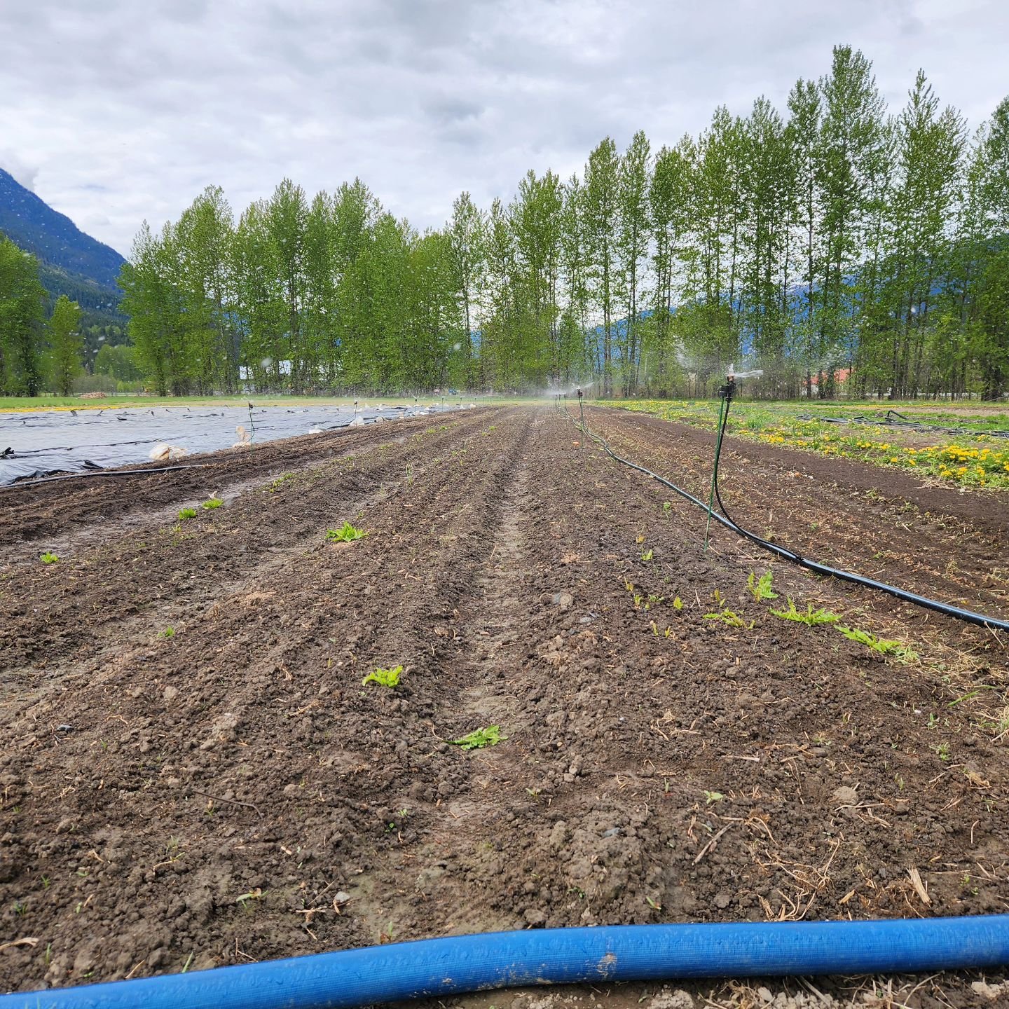 This might not be the most exciting picture on the surface, but look a little deeper, and it surely is. Let me explain:

Our irrigation system is up and running, and getting some much needed water to spring direct seeded and transplanted crops!

Last