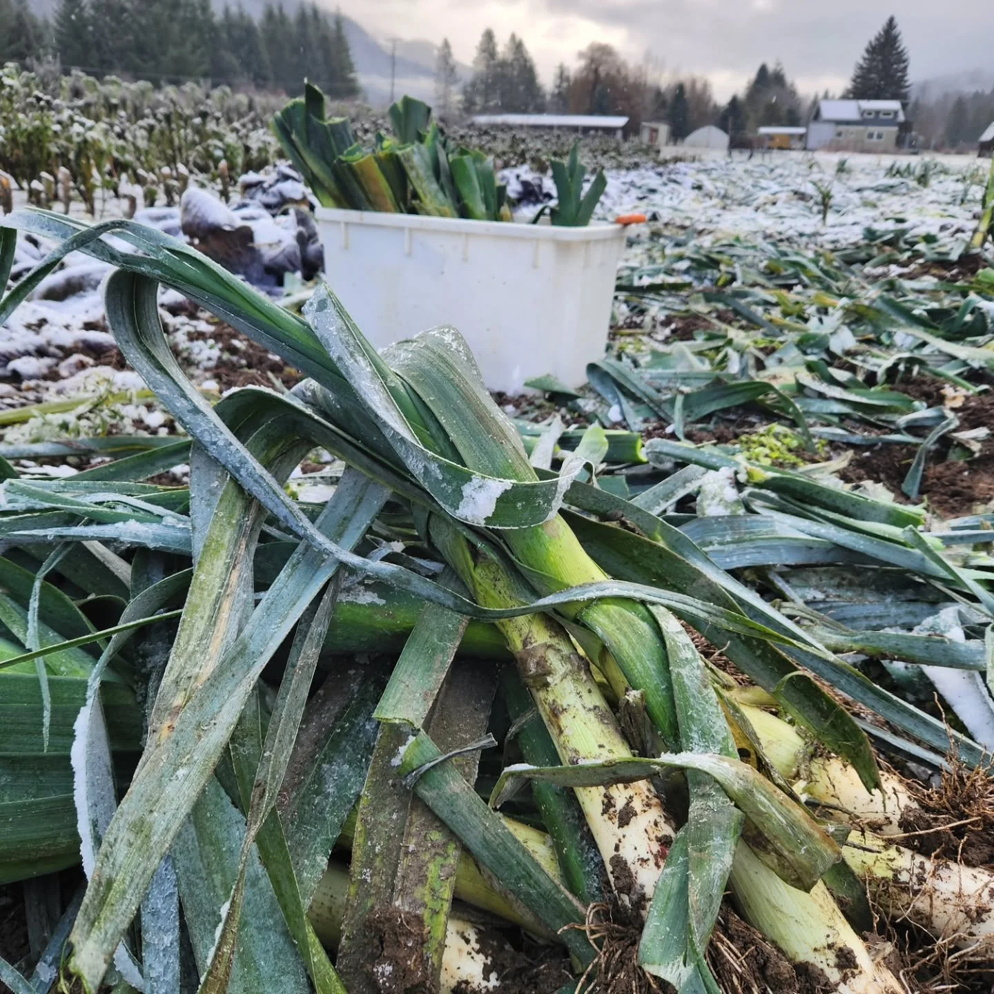 Two flavours of leek harvest in these photos - can you guess which one is from today (in late December!), and which one is from a late August harvest?! 😉

Leeks - such a hardy and lovely allium. They hold up from the heat of August until the frozen,