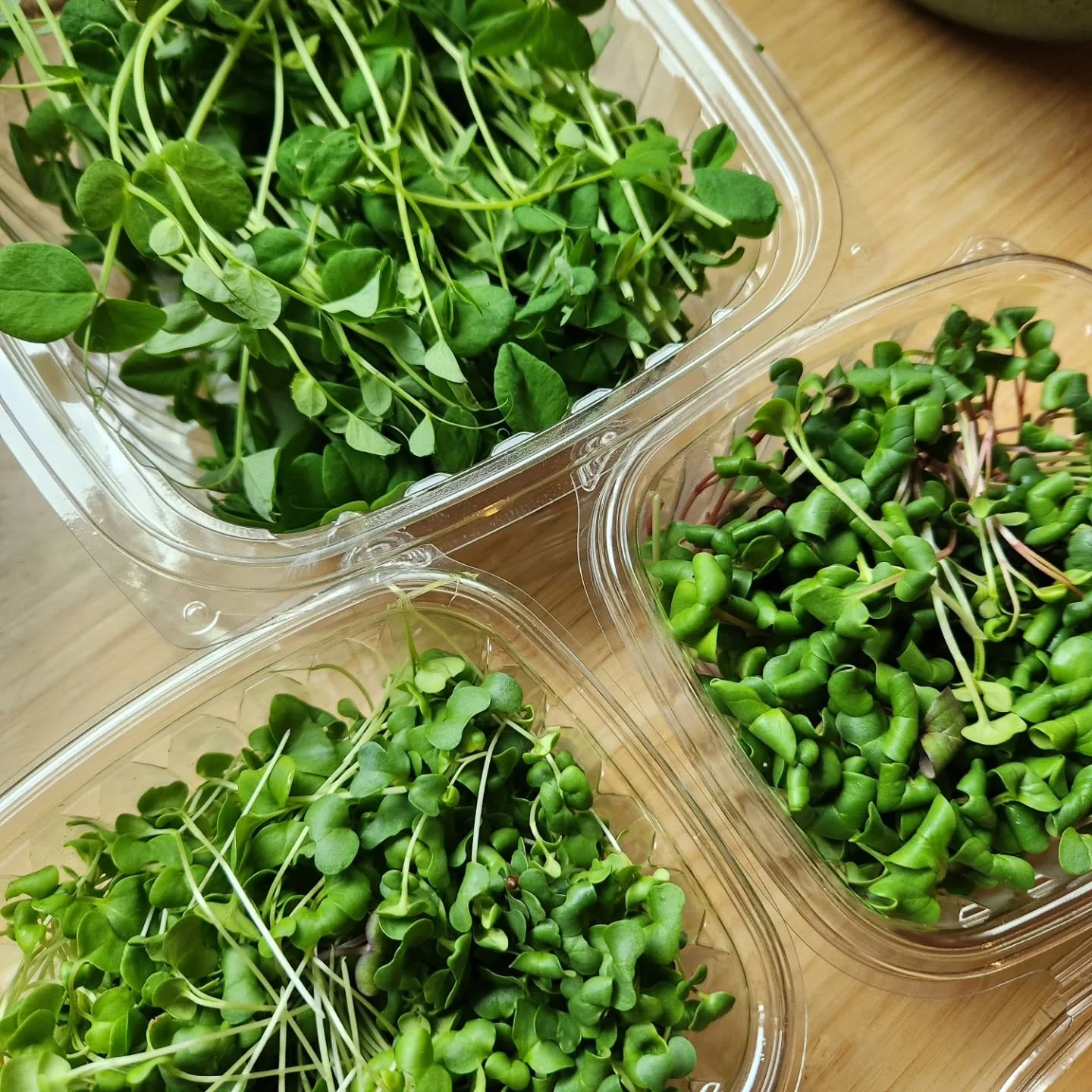 Craving fresh greens right now? 

Well head on over the Helmers Farmstand, to get Rootdown greens, or some of these sweet microgreens grown by farm staff member Lucie! 

Oh yeah, and also lots of tasty, hearty storage crops, like root vegetables and 