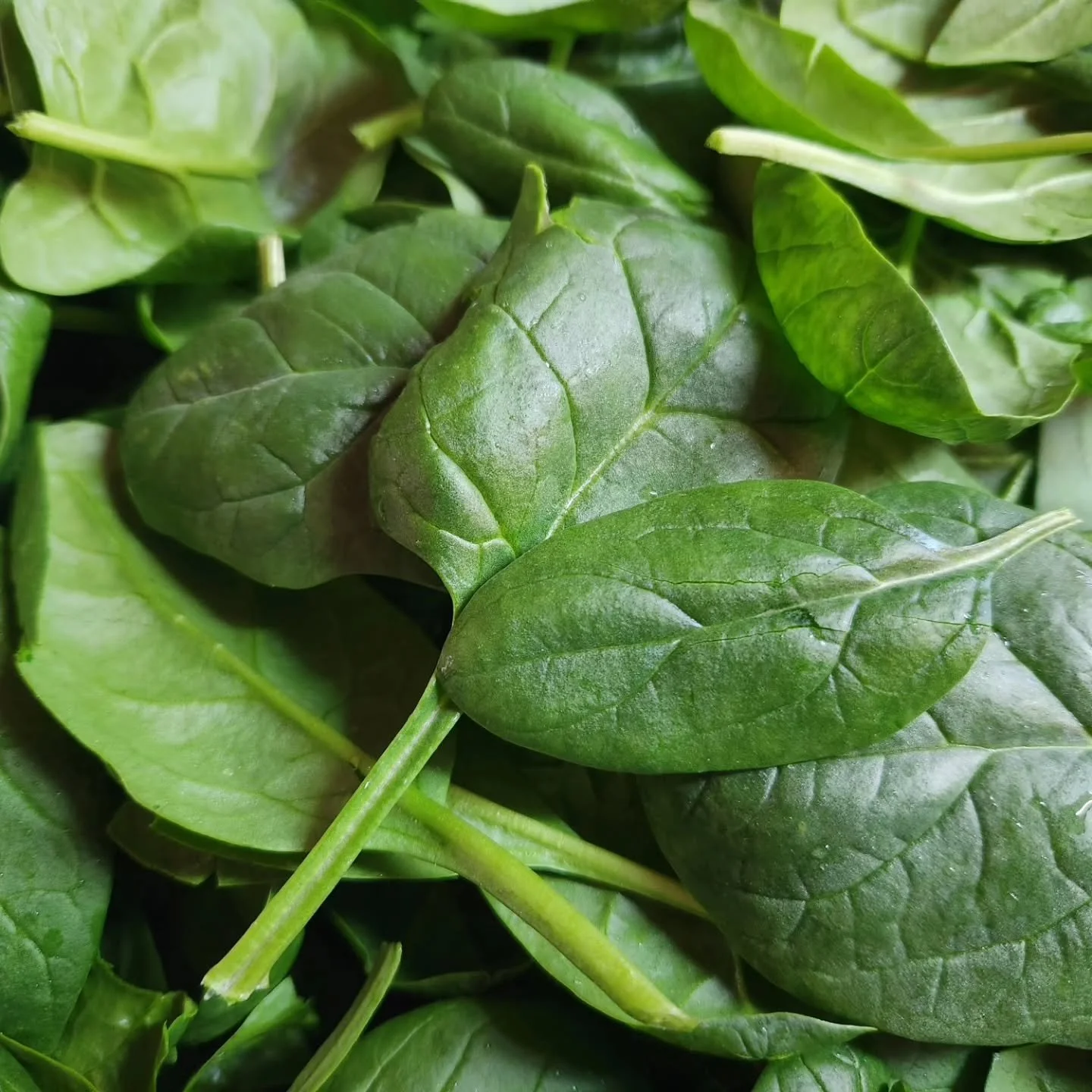 Fresh greens in late December? Say, whaat?!

But yes, its true, our greenhouse has delivered, and there is a fresh restock of gorgeous salad greens and gorgeous spinach at The Helmers farmstand (just past @thebeerfarmers), plus lots of other goodies 