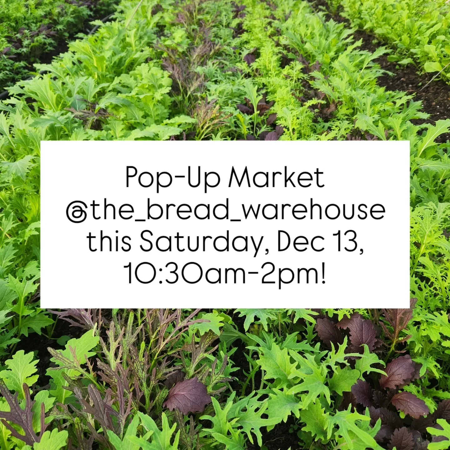 📣 Pop Up Market Announcement! 📣

When: This Saturday, December 13, 10:30am-2pm

Where: At our the friends @the_bread_warehouse 

What: Loads of delicious seasonal treats - including fresh greens, and loads of tasty, sweet carrots, winter squash, on