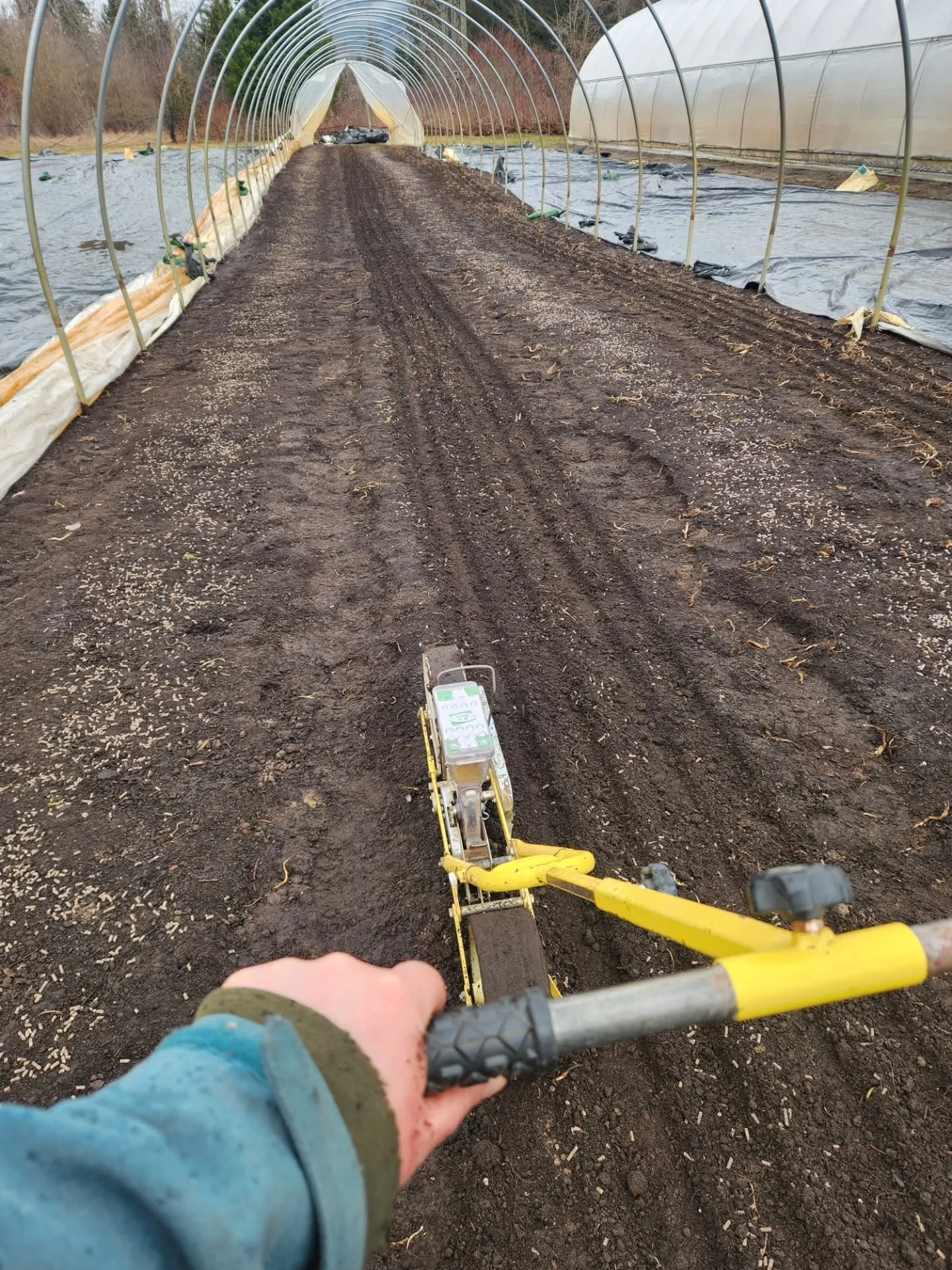 Snow might be in the forecast for next week, but that didn't stop us seeding early carrots in our poly tunnel to get early carrots 🥕 to the people 🙋&zwj;♀️🙋&zwj;♂️🙌

A bit tricky to run the seeder with one hand while I film in wet soils, but hey,