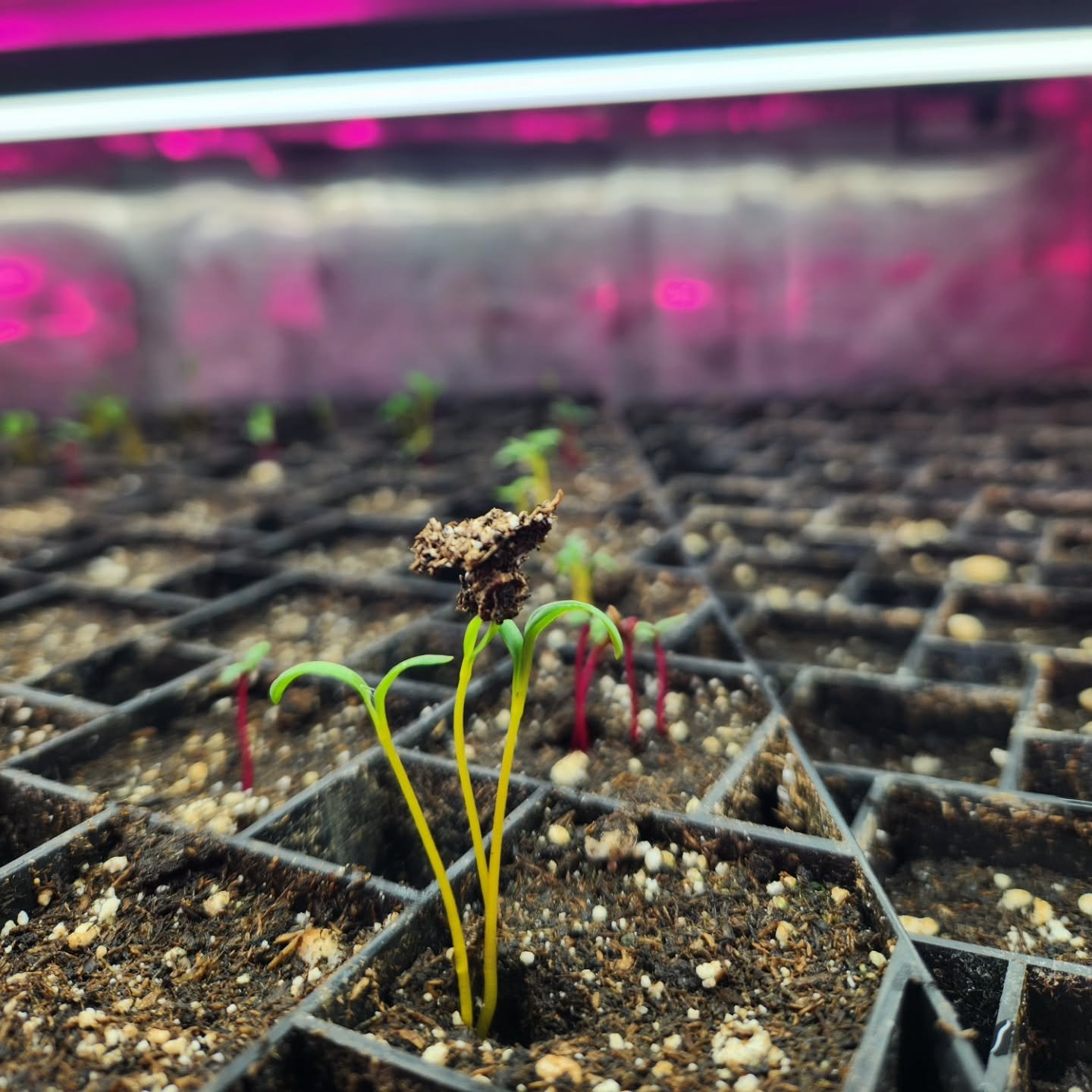 Despite the cold and rainy weather around these parts these days, spring is still springing, and these hopeful little plant friends want to remind you that lots of good, local, organic food is just around the corner....🙌

If you're feeling the doldr