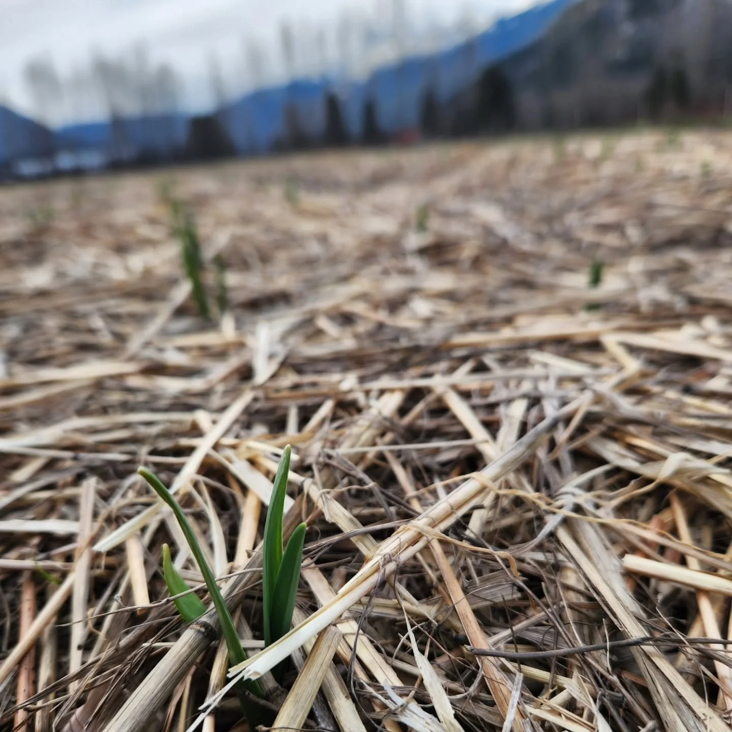 Last week was a busy one on the farm! Didn't do the best job of capturing it, but here are a few photos.

Included is the garlic popping out of it's cozy straw blanket, the first salad harvest of 2026, the first field transplanting of 2026 (nearly a 