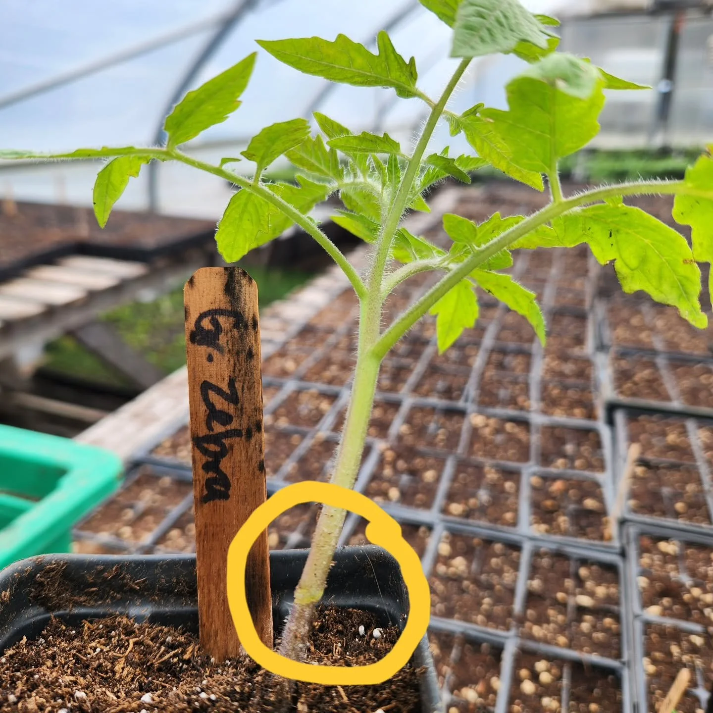 Plants are cool! Here is one of our grafted tomatoes plants - a favourite variety grafted onto a different "rootstock" with more vigor and other desirable qualities. The best of both worlds, perhaps?!

You can see the union between rootstoc