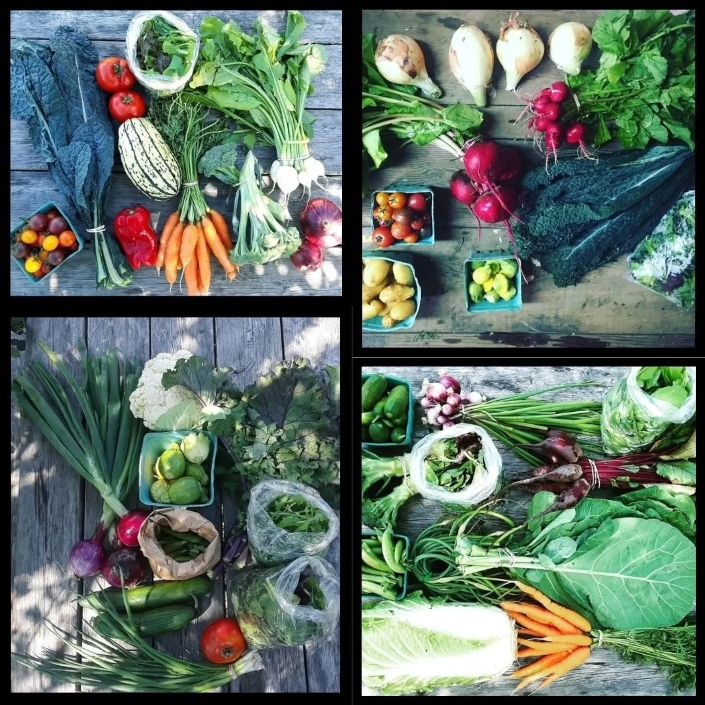 After many years (over 15!) Rootdown is taking a break from our popular CSA Harvest Box Program for the 2026 season (and quite possibly beyond) to focus instead on selling to our incredible local restaurant and grocery store partners - streamlining o