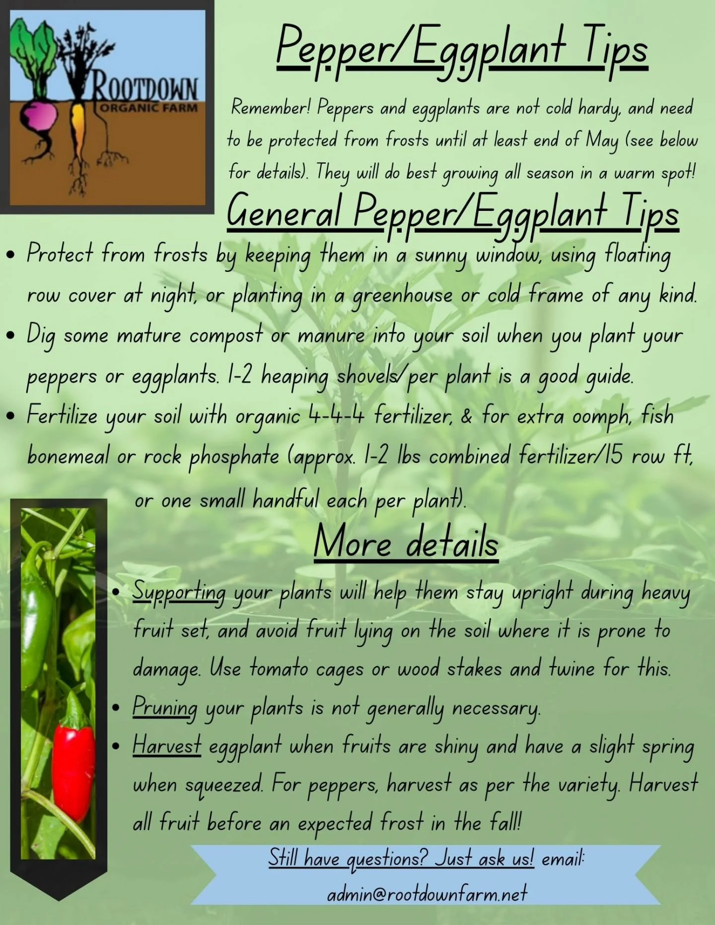 🌶 Next up on Rootdown's Gardening Tips - Peppers and Eggplants! 🍆

Both are in the Solanaceae family (like tomatoes), and there are some general guidelines for how to grow them well.

We've got loads of great pepper varieties for our Transplant Sal
