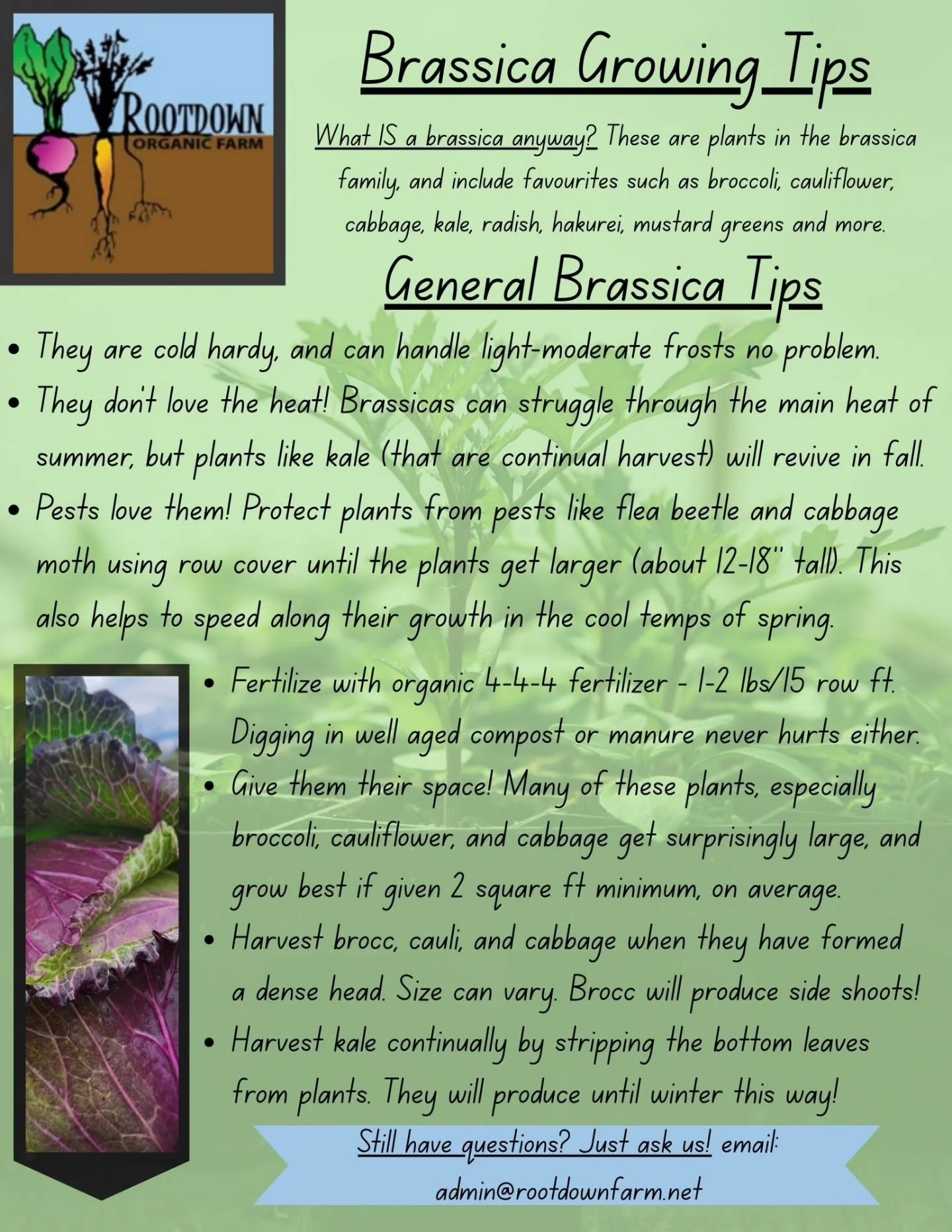 🥦 Brassicas! This plant family includes many farm and garden favourites like broccoli, cauliflower, cabbage, hakurei, kale, and more. 

And while generally hardy and easy to grow in many ways, they can also be finicky, and there are several pests th