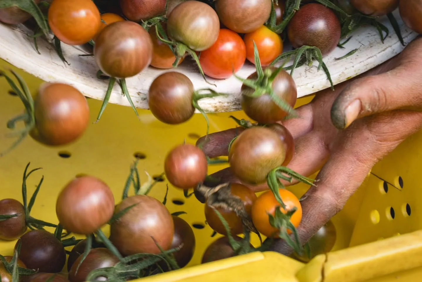 🌶🌶 WOW! Things are simply flying off our Transplant Sale online store! You people are HUNGRY to get out in the garden!

Well lucky for you, there's still lots of good stuff available!

 📢 ALSO - due to a technical glitch, there were a few items th