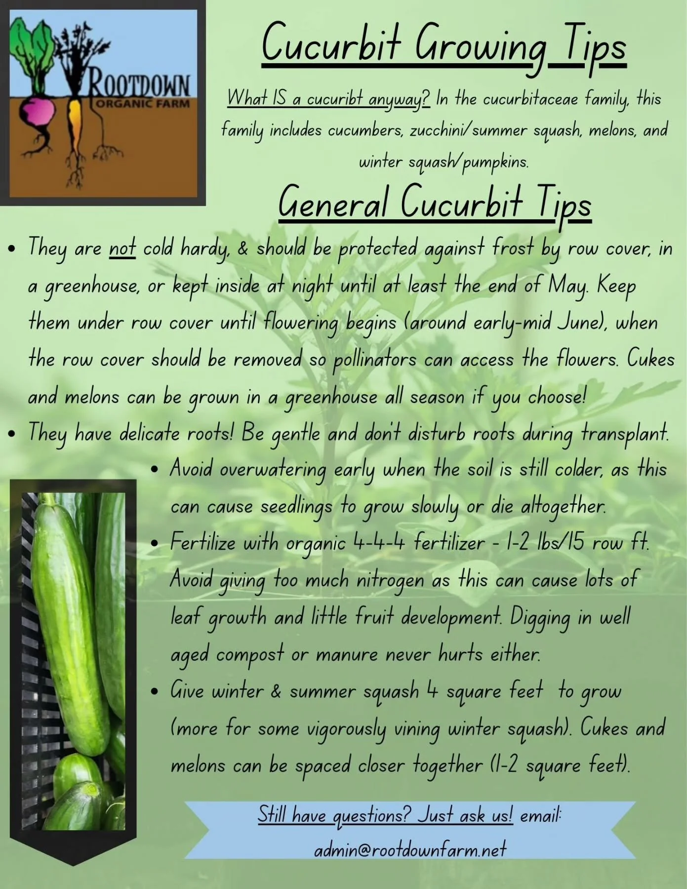 🥒 🎃 Want to grow great cucumbers, or squash, pumpkins, zucchini, or melons?

All those plants are in the Cucurbit family - so read our Cucurbit Growing Tips to find success!

We still have lots of great varieties of cucumbers, summer squash, winter