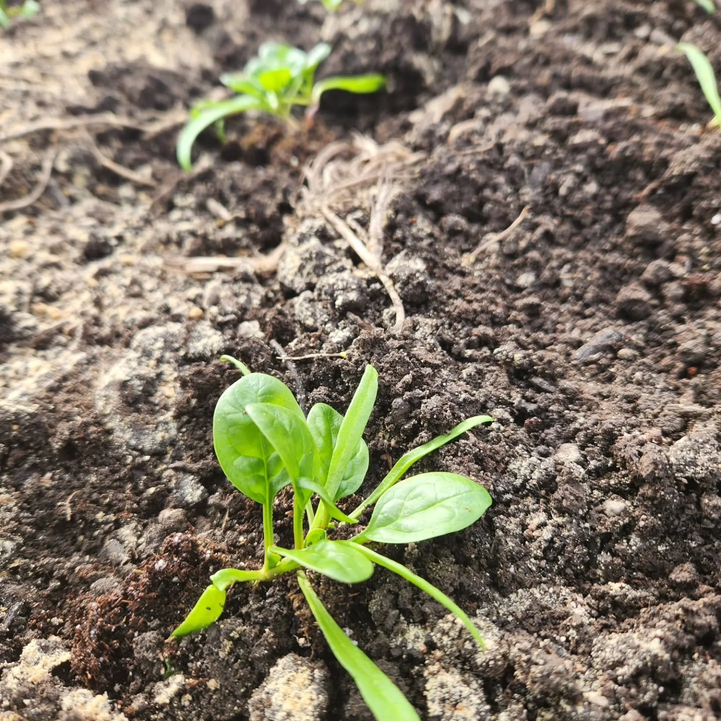 🌼 How does your garden grow?🌻

If you bought plants from us at this year's Transplant Sale, tag us in any garden planting/garden bounty social posts you do this year!

We'd love to celebrate your 🌱🥬🍅🌶🥦 success with you 🙌

#rootdownorganicfarm