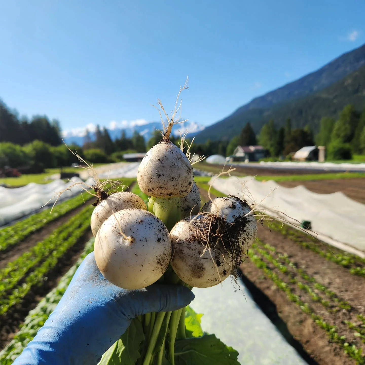 Perfect morning for a perfect hakurei harvest!

These sweet, crunchy roots (also known as salad turnips, but more reminiscent of a sweet, not spicy radish then a regular turnip) are a Japanese specialty that have gained much popularity in our neck of