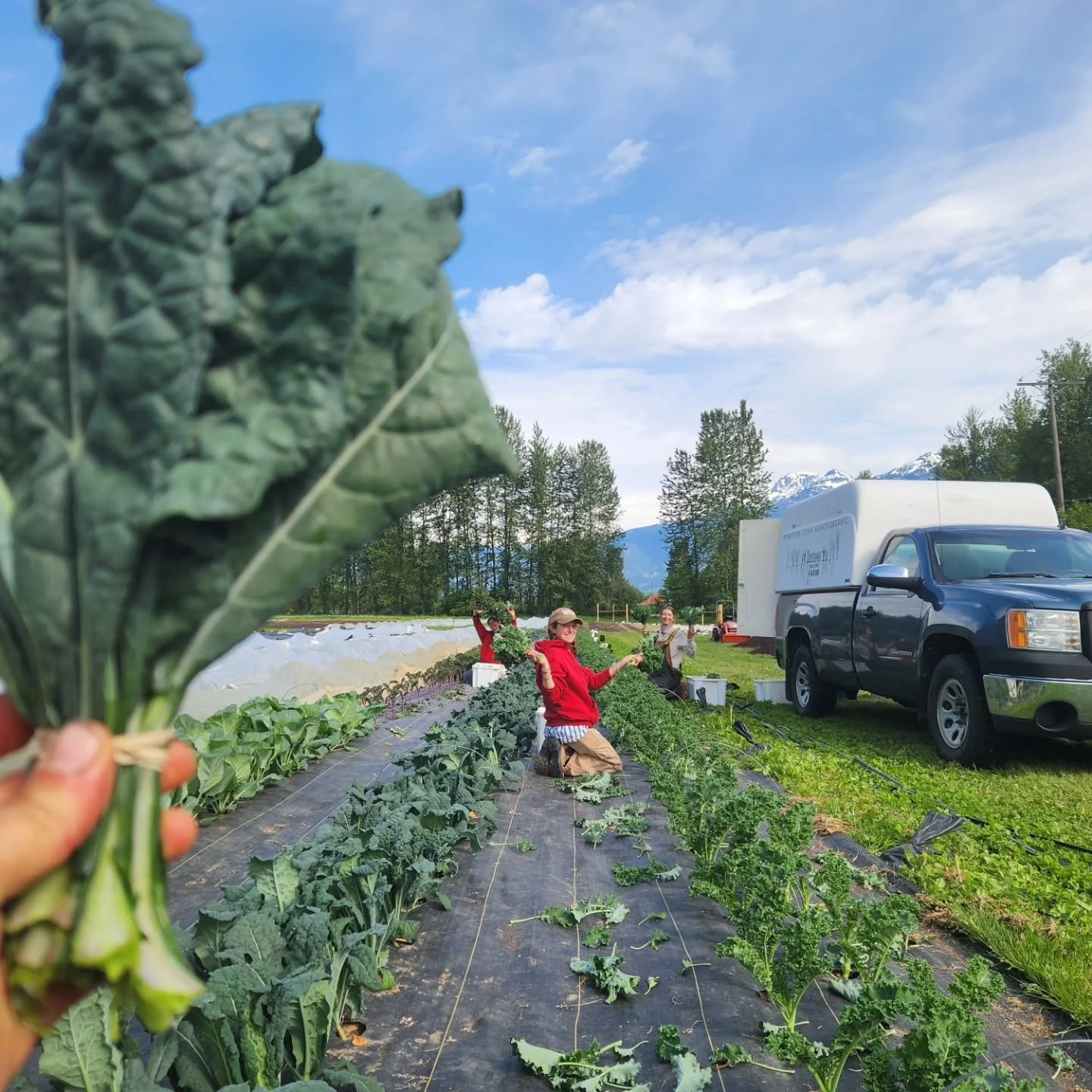 Some things that happened on the farm this week!

Pic 1 - first gorgeous kale harvest of the season!

Pic 2 - Lucie weeding the baby fennel with our walk behind Power Ox basket weeders from @tilmor_products.

Videos 3 and 4 - Making progress learning