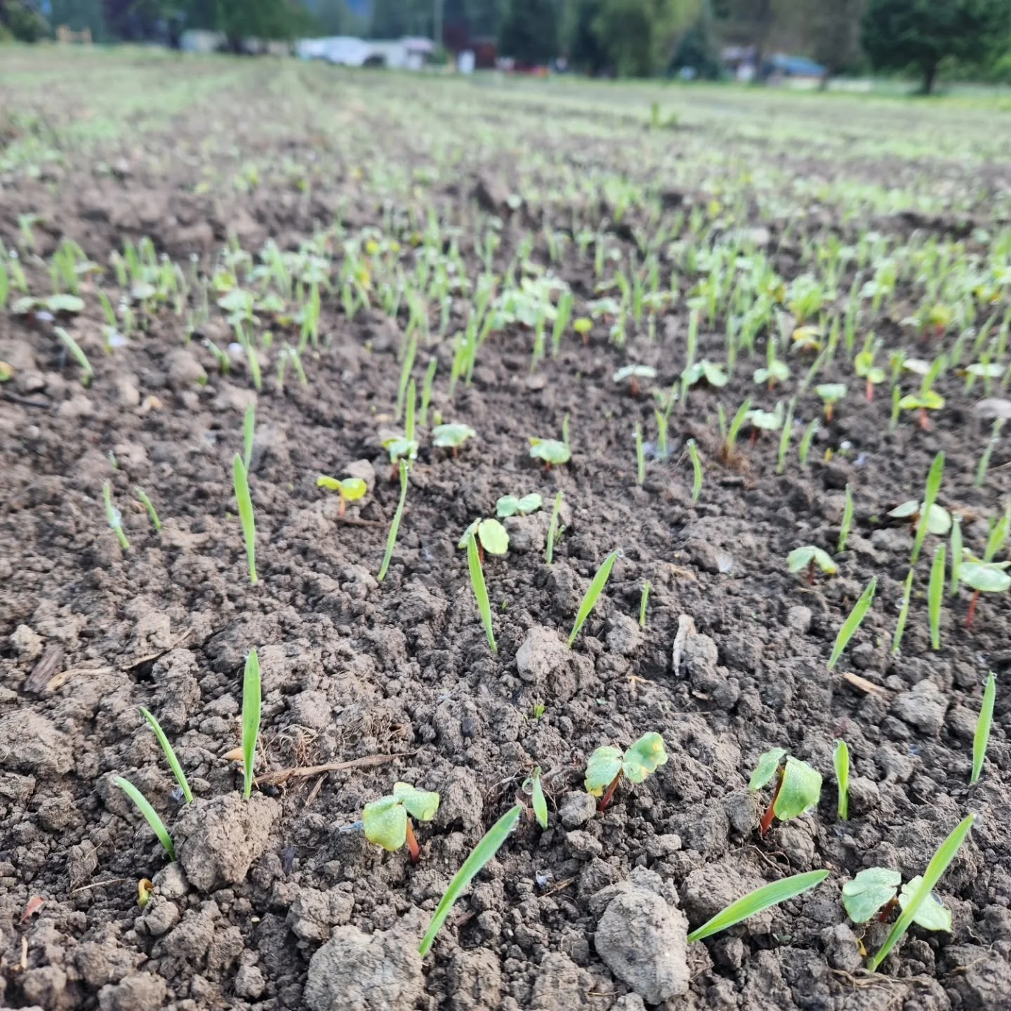 Cover crop coming up gorgeous!

We are growing this cover crop in a field we aren't using this year - to rest and regenerate the soil. 

It's a fun mixture, including buckwheat and oats (both to smother weeds and add organic matter), field peas and f