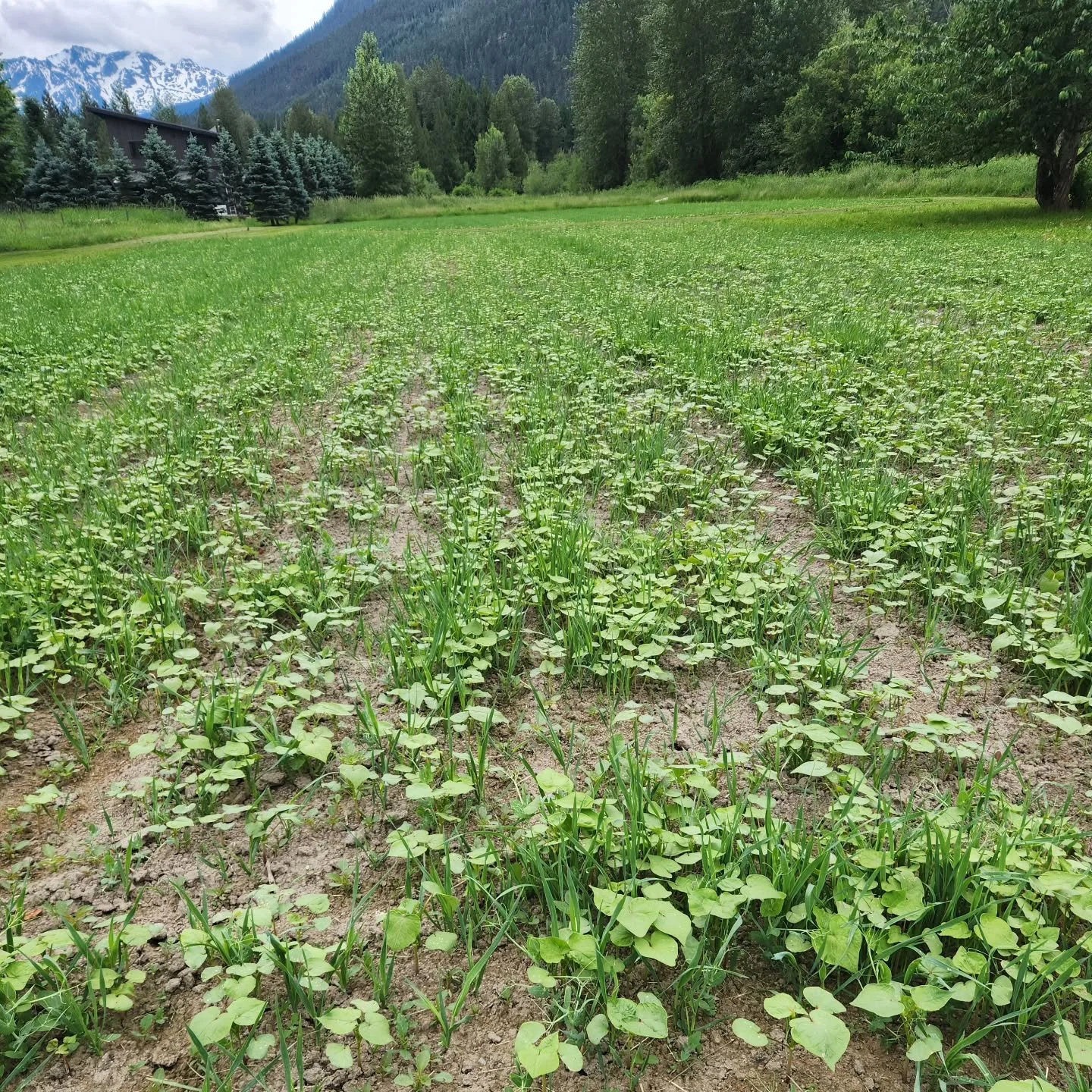 Cover crop photo update! See a couple posts back for a photo from approximately 10 days ago.

It's growing well and looking fine! Go cover crop, go 🙌

Thanks for covering and regenerating our soil, and helping keep the weeds at bay. 

#certifiedorga