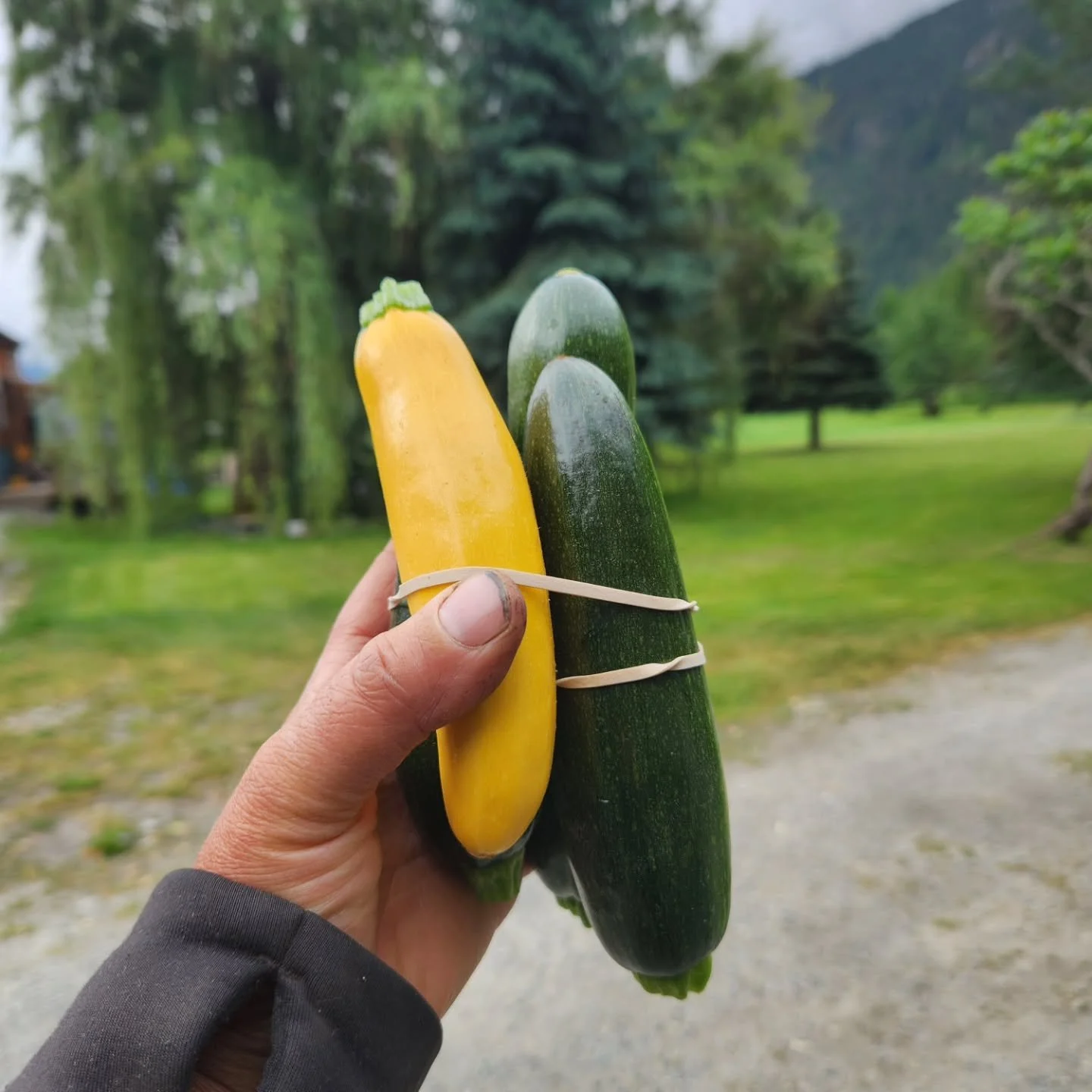 📢📢 Rootdown will be making a guest appearance at the @pembyfarmersmarket today, Friday the 5th from 3-6, at the Community Barn in town!!

So come say hi to Simone and Marisol who will be behind the market tables today!

We have lots of early season