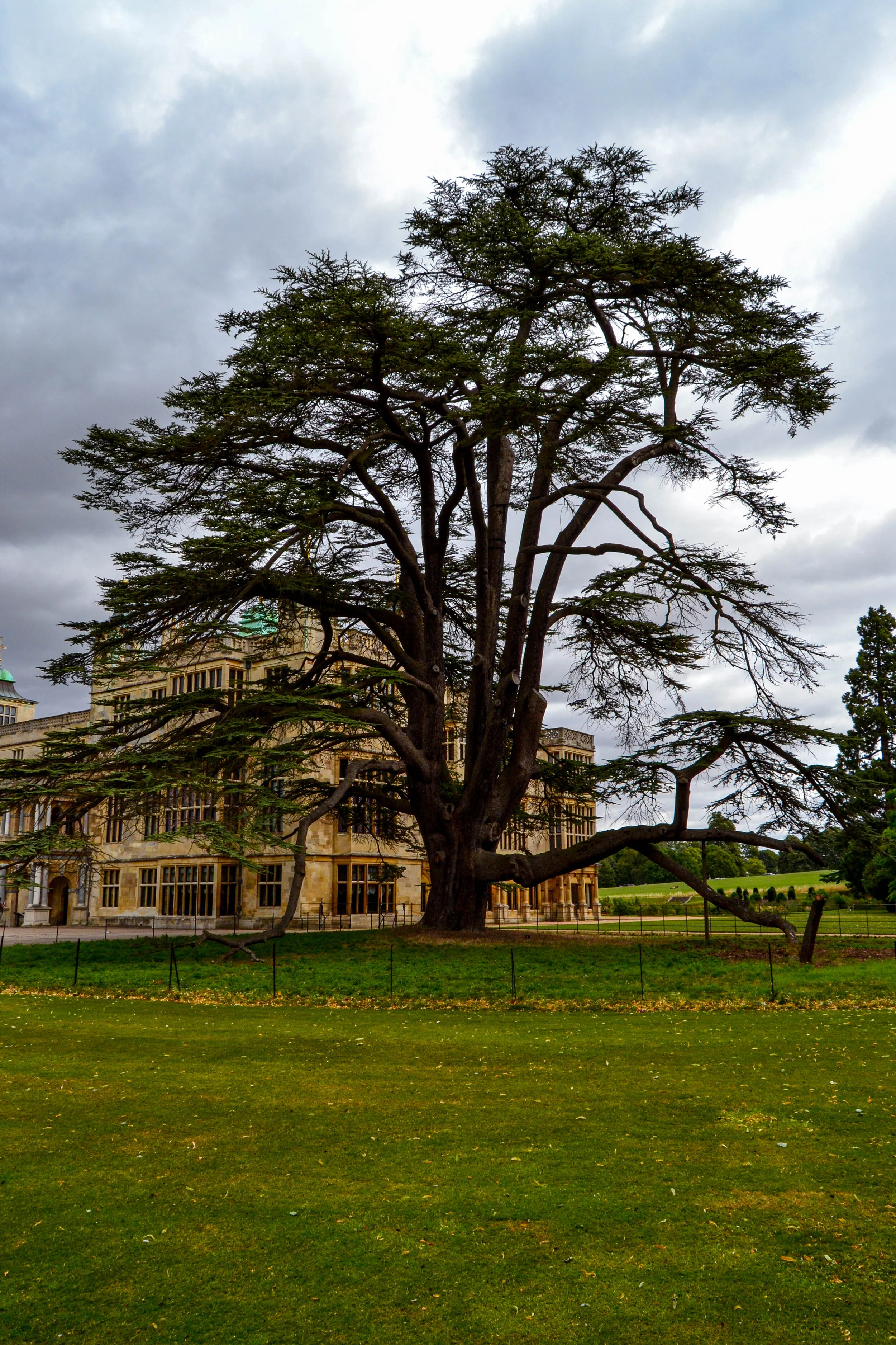 Cedar of Lebanon Audley End House.jpg
