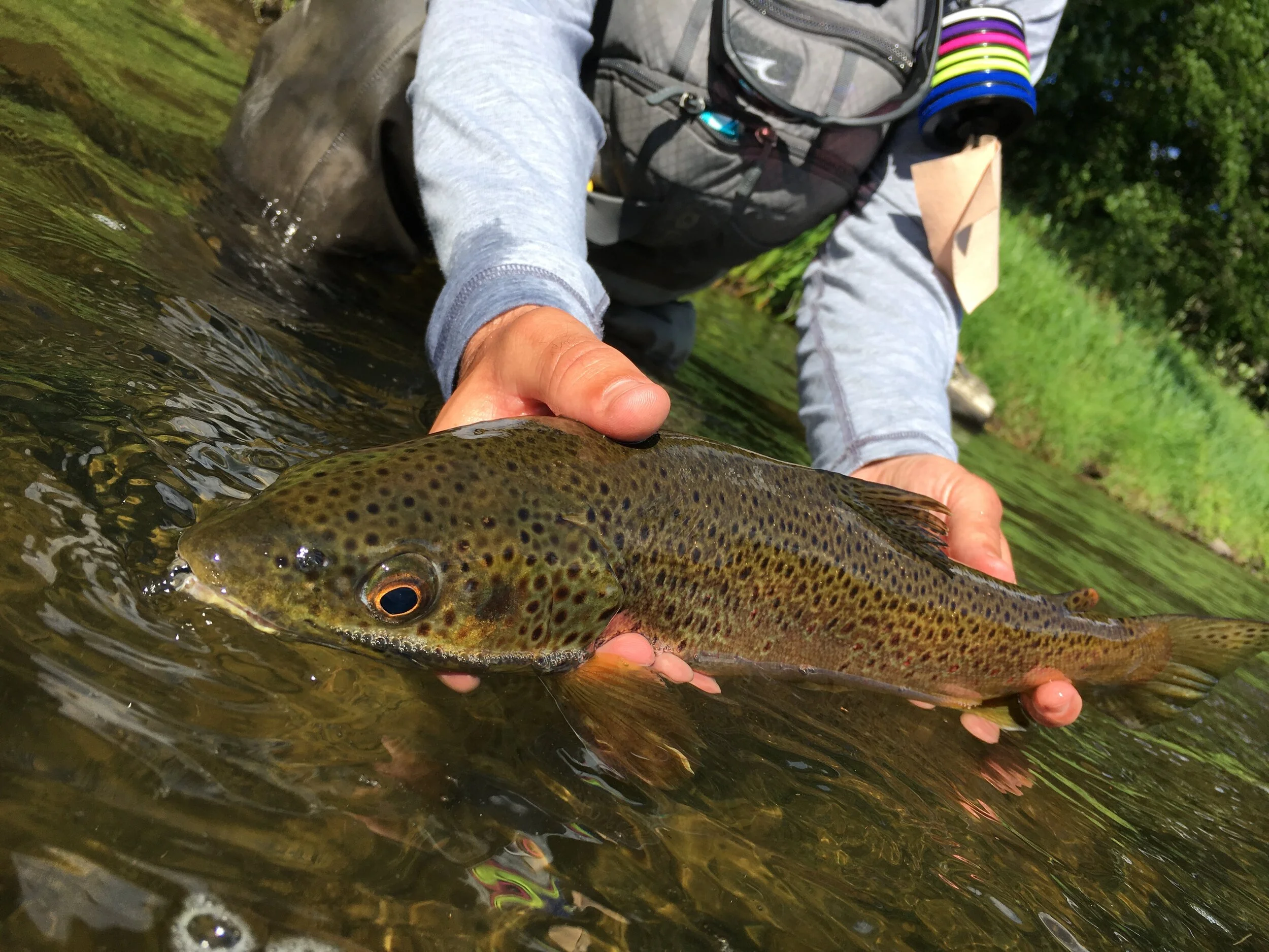 Area TU Chapters — Trout Unlimited Seth Green Chapter 073
