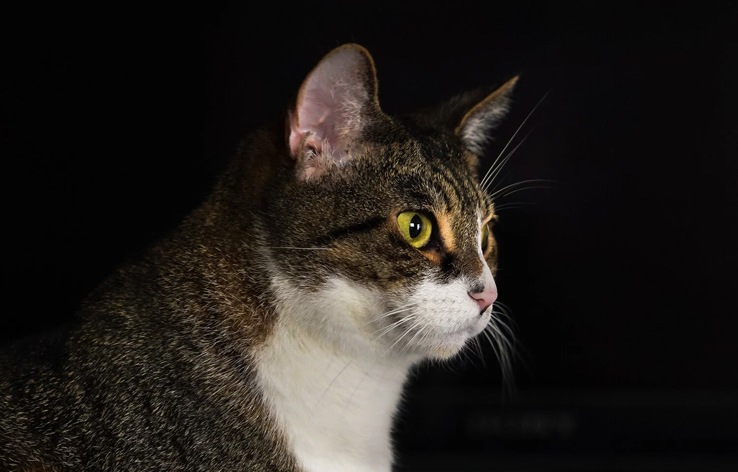 Wagner Visuals - pet photographers bradenton fl