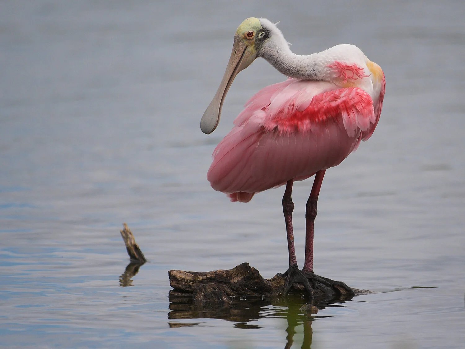 Wagner Visuals - pet photography sarasota