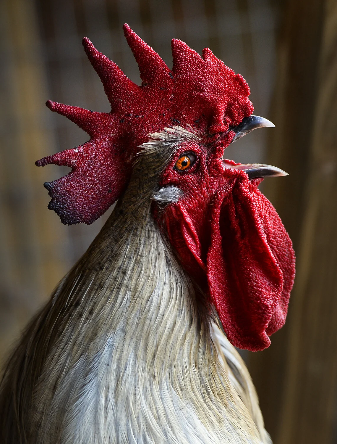 Wagner Visuals - florida wildlife photography